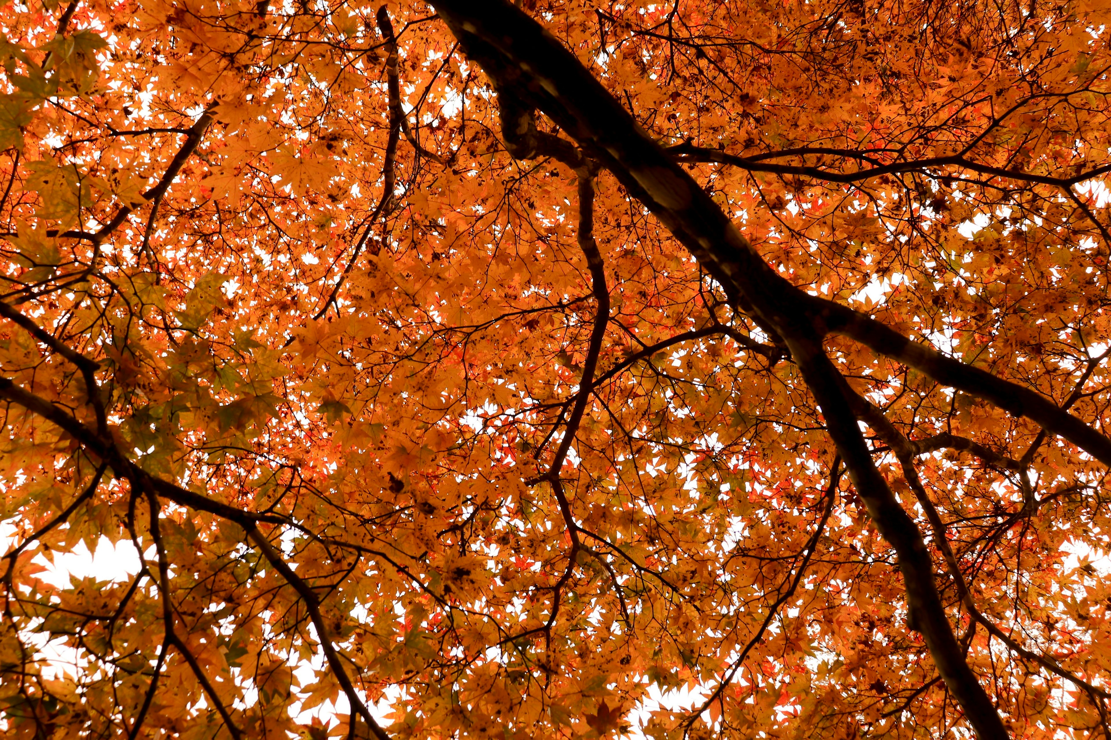 Vue magnifique des feuillages d'automne avec des feuilles orange et des branches