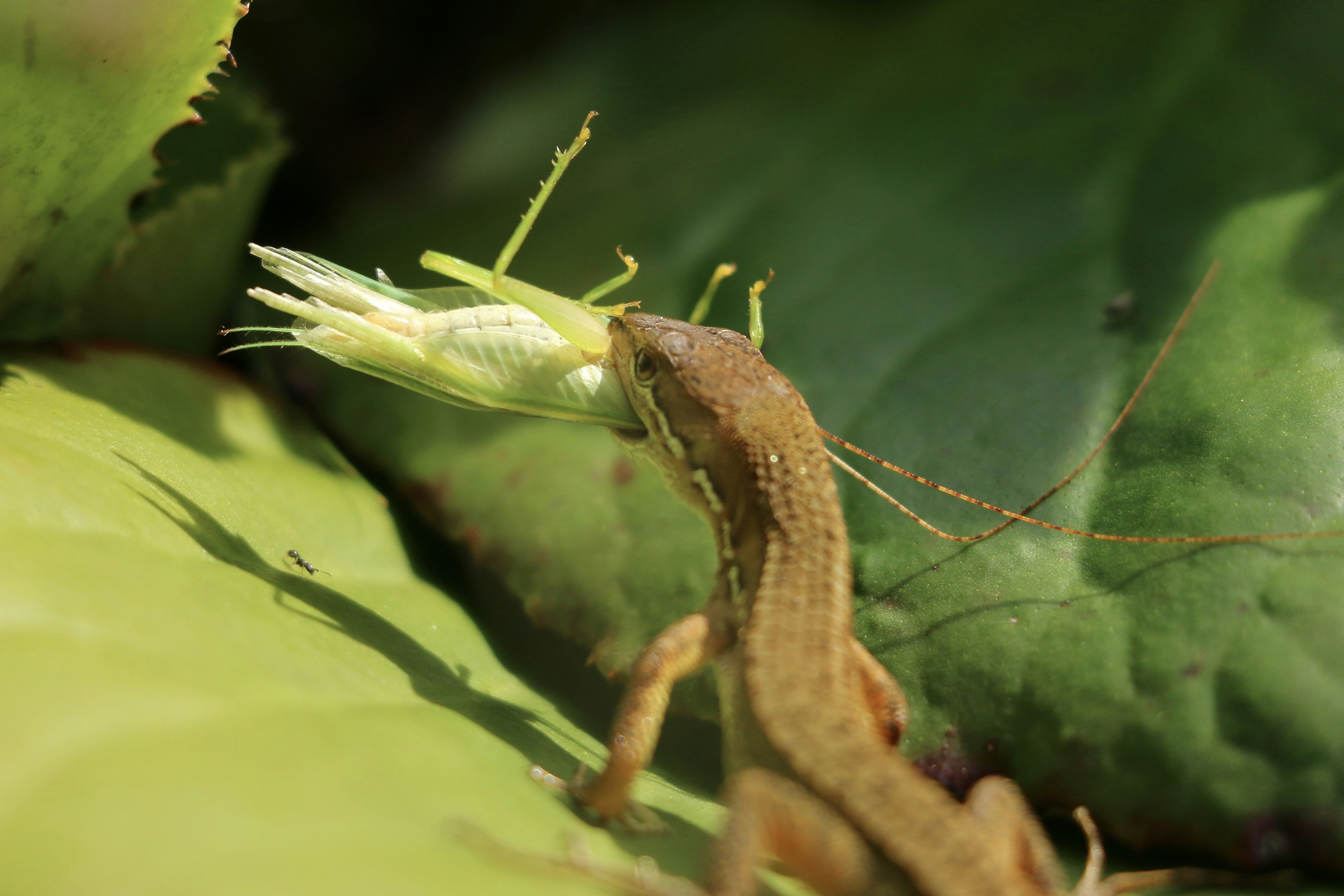 Gros plan sur un petit lézard mangeant de l'herbe sur une feuille