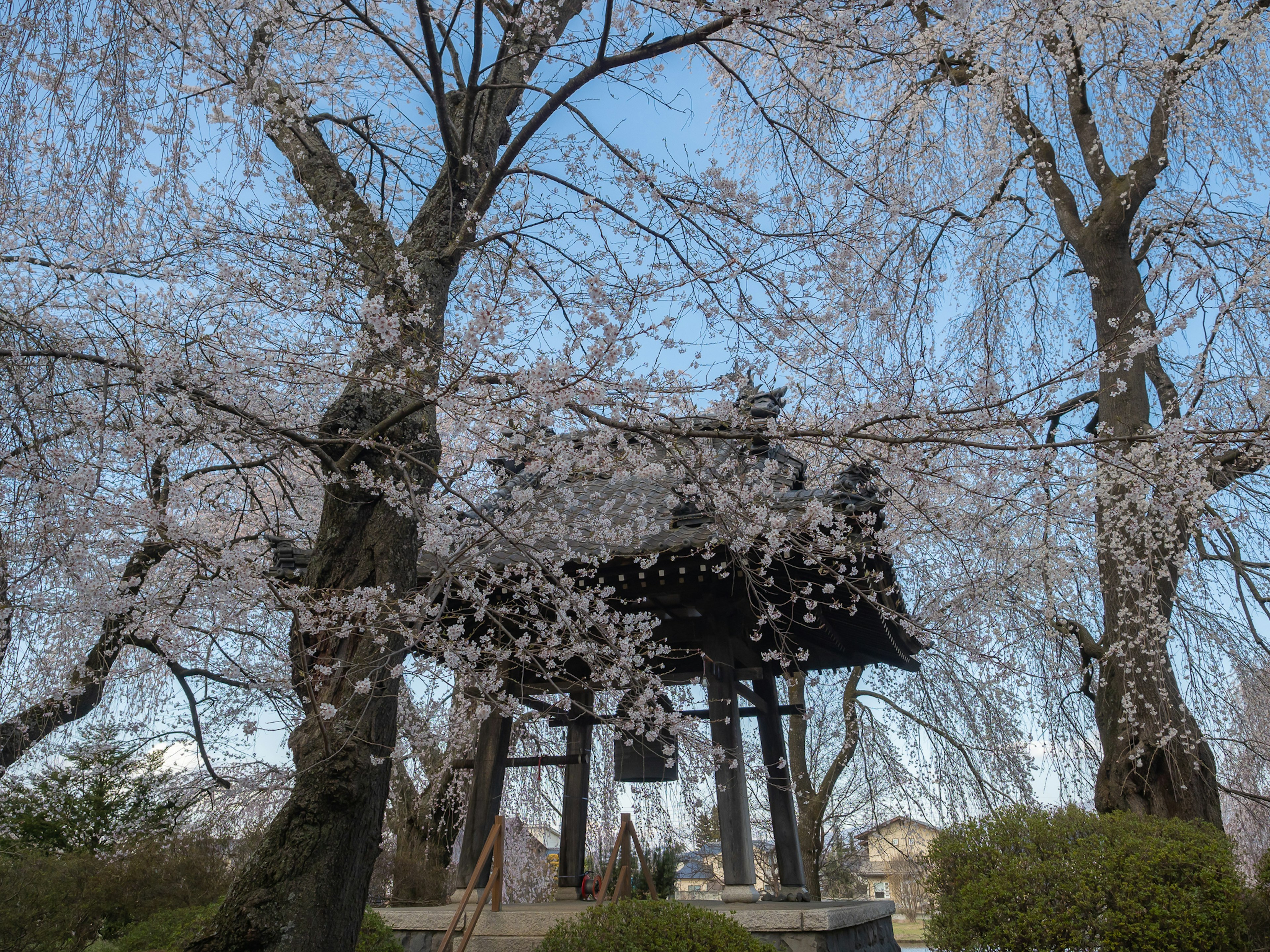 Campanario rodeado de árboles de cerezo en flor