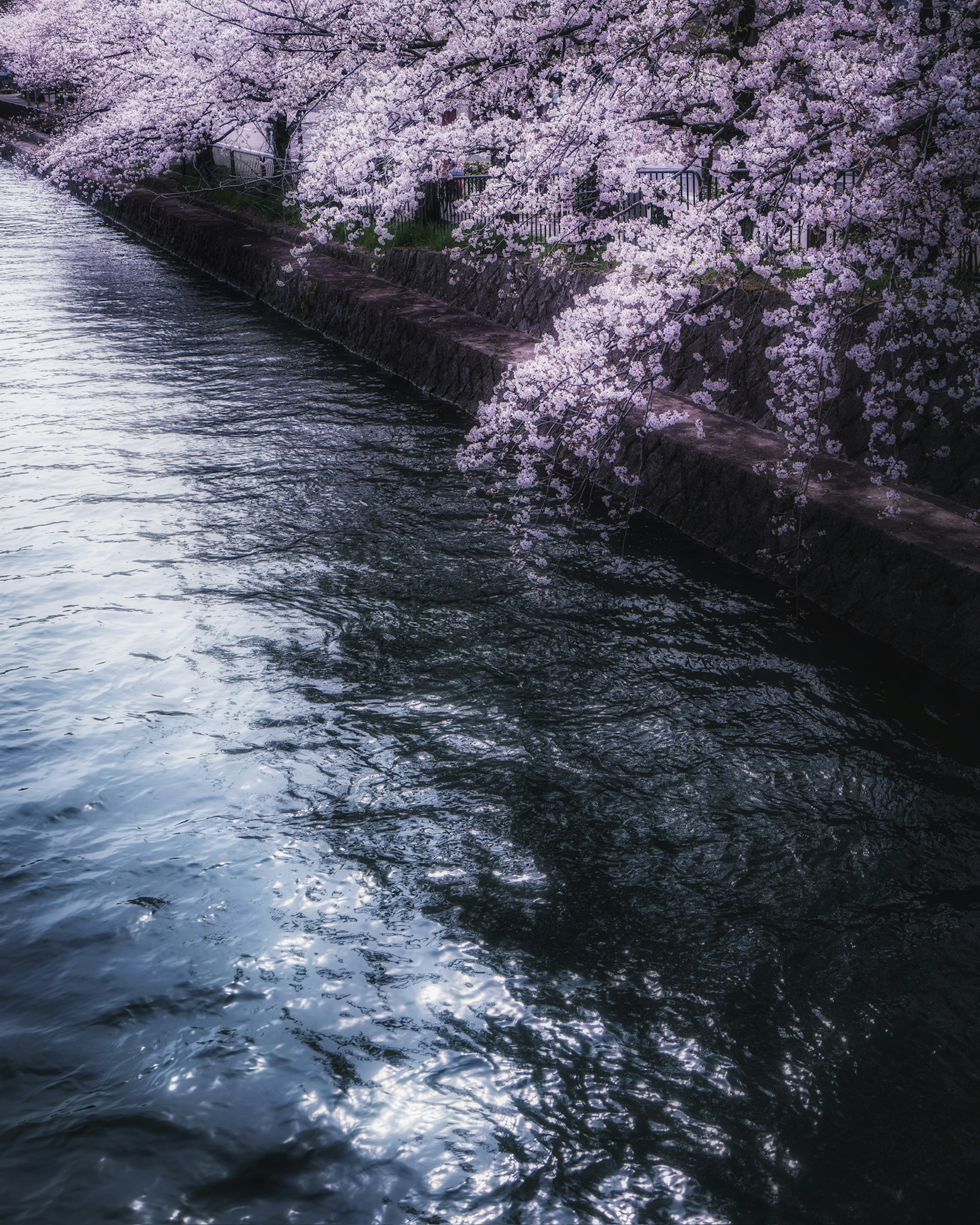 Ruhiger Fluss, der schöne Kirschblüten widerspiegelt