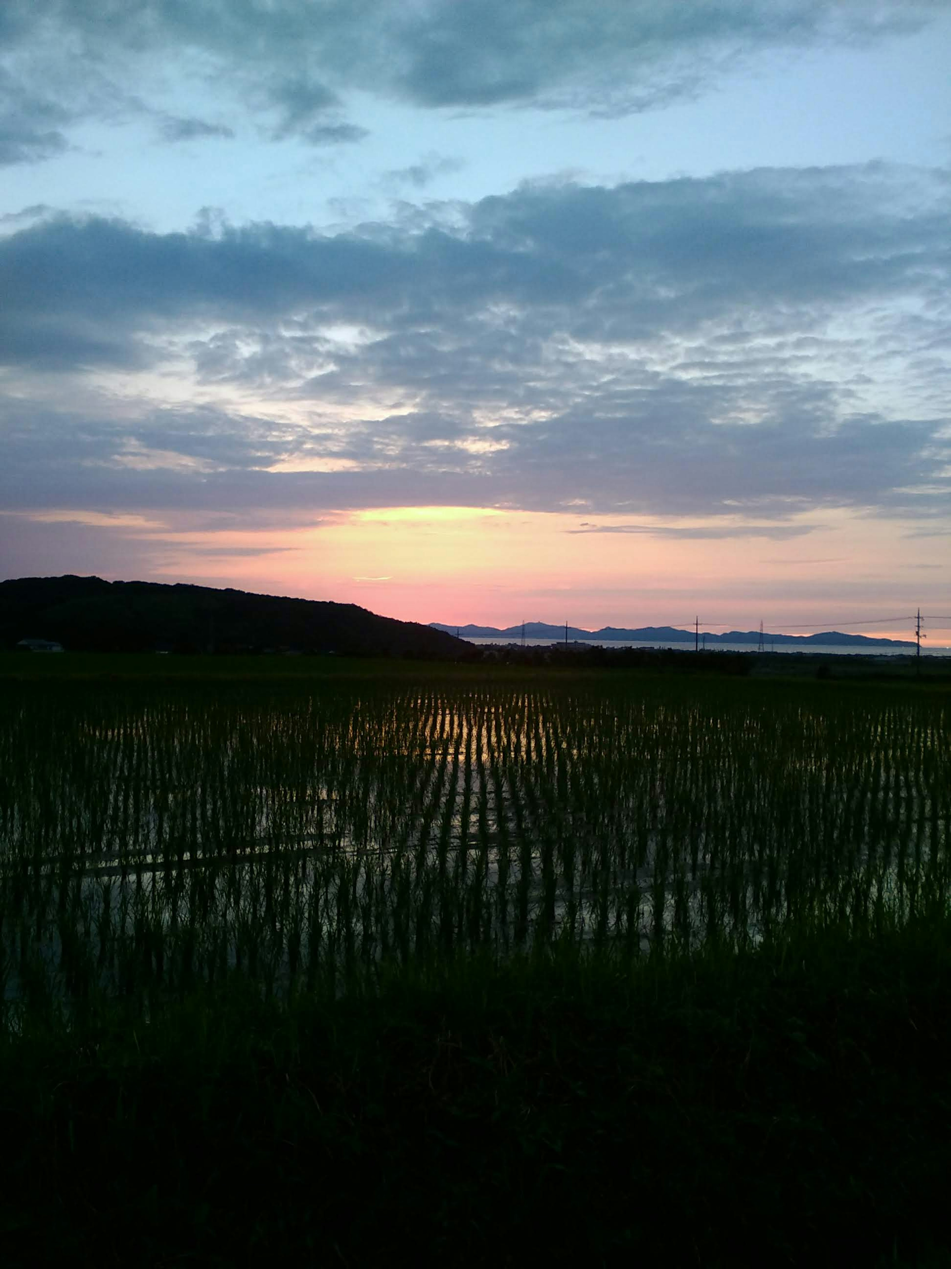 Magnifique coucher de soleil sur un champ de riz avec des reflets orange et violet sur l'eau