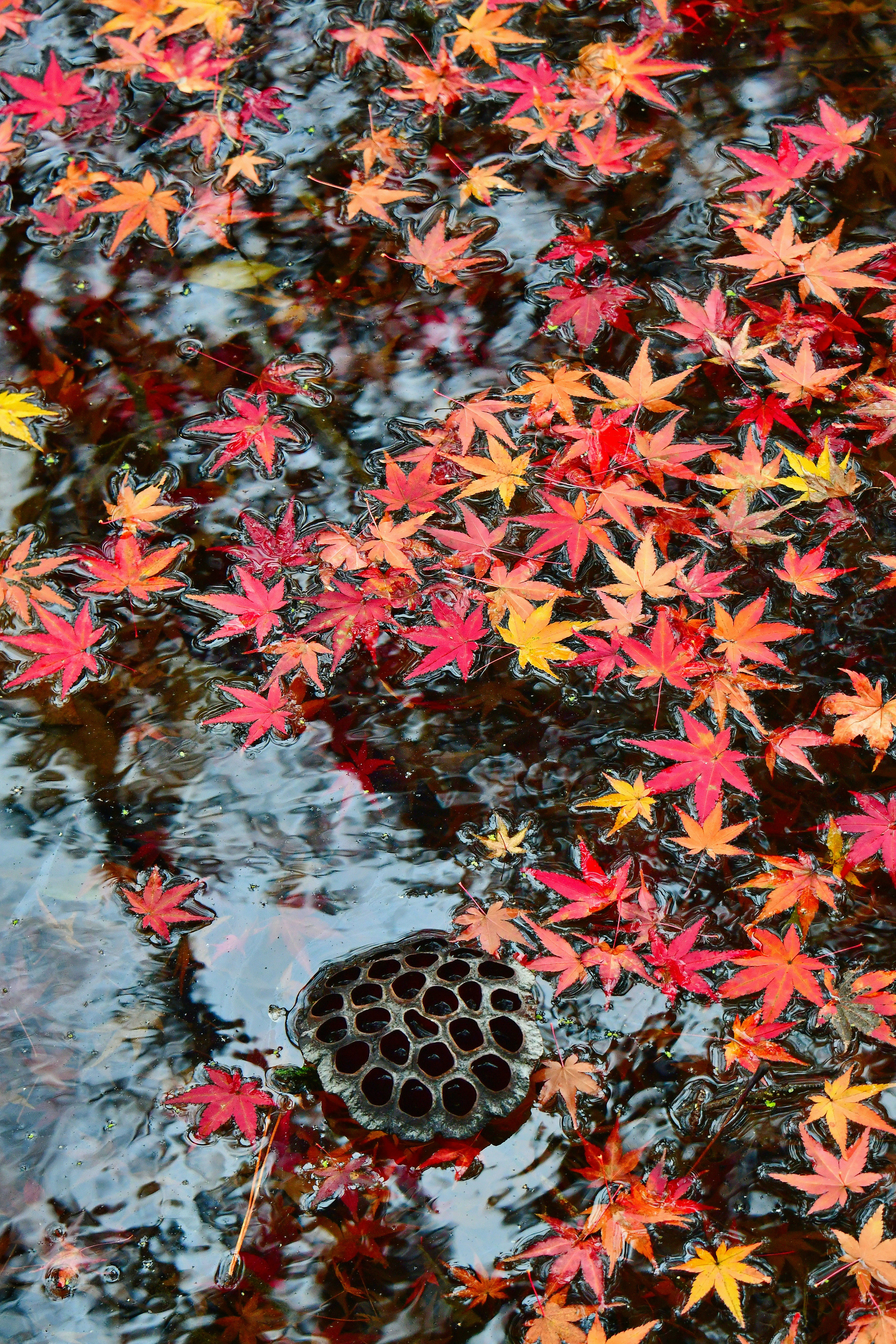 Colorful maple leaves floating on water with a drain in the foreground