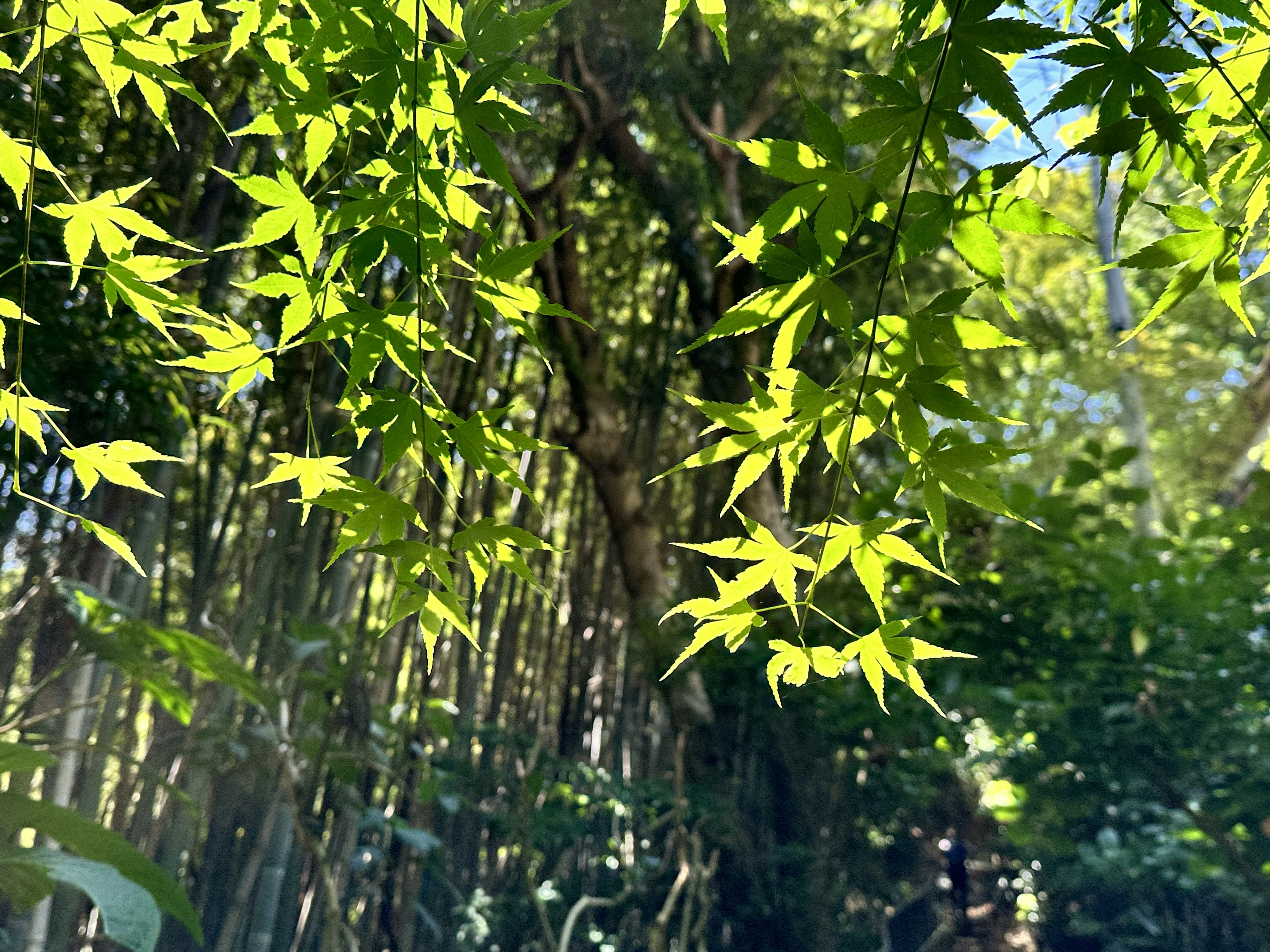 青々とした竹と葉っぱが生い茂る風景