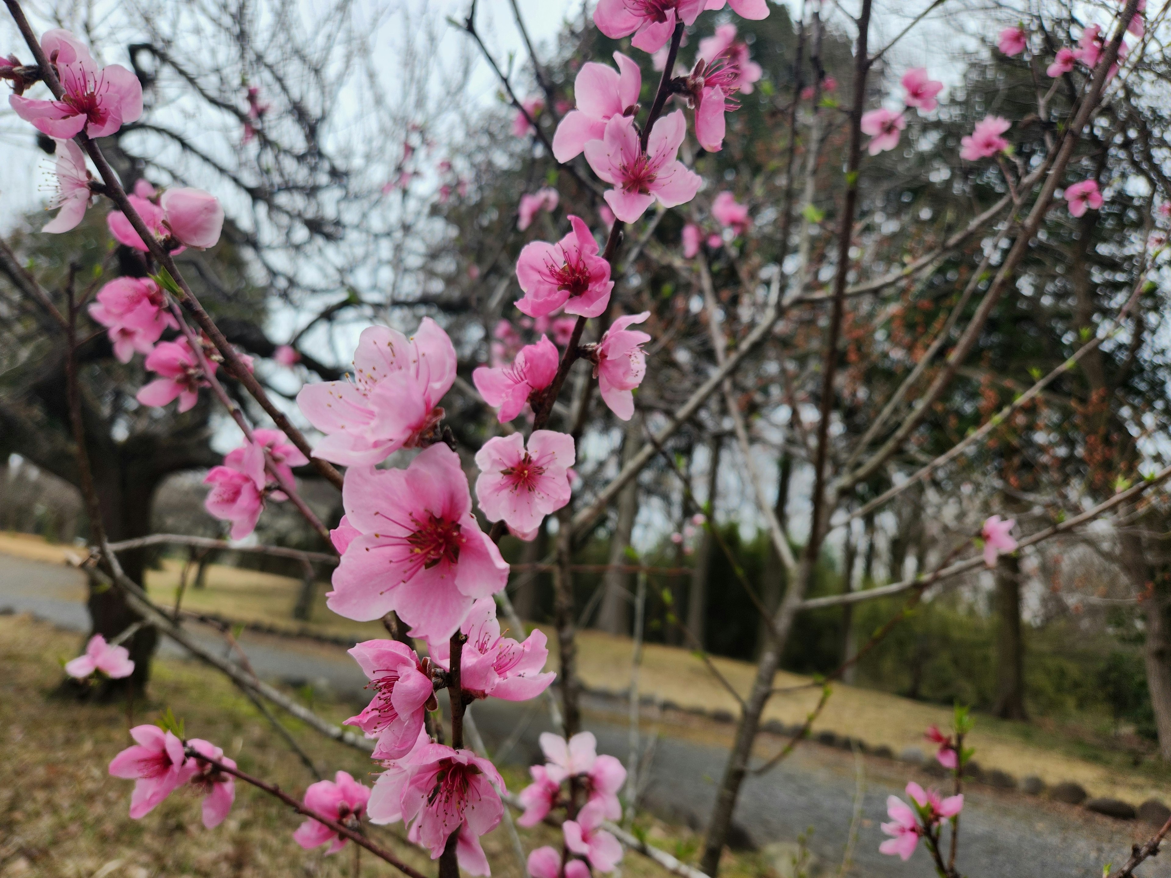 Nahaufnahme von Zweigen mit blühenden rosa Blumen