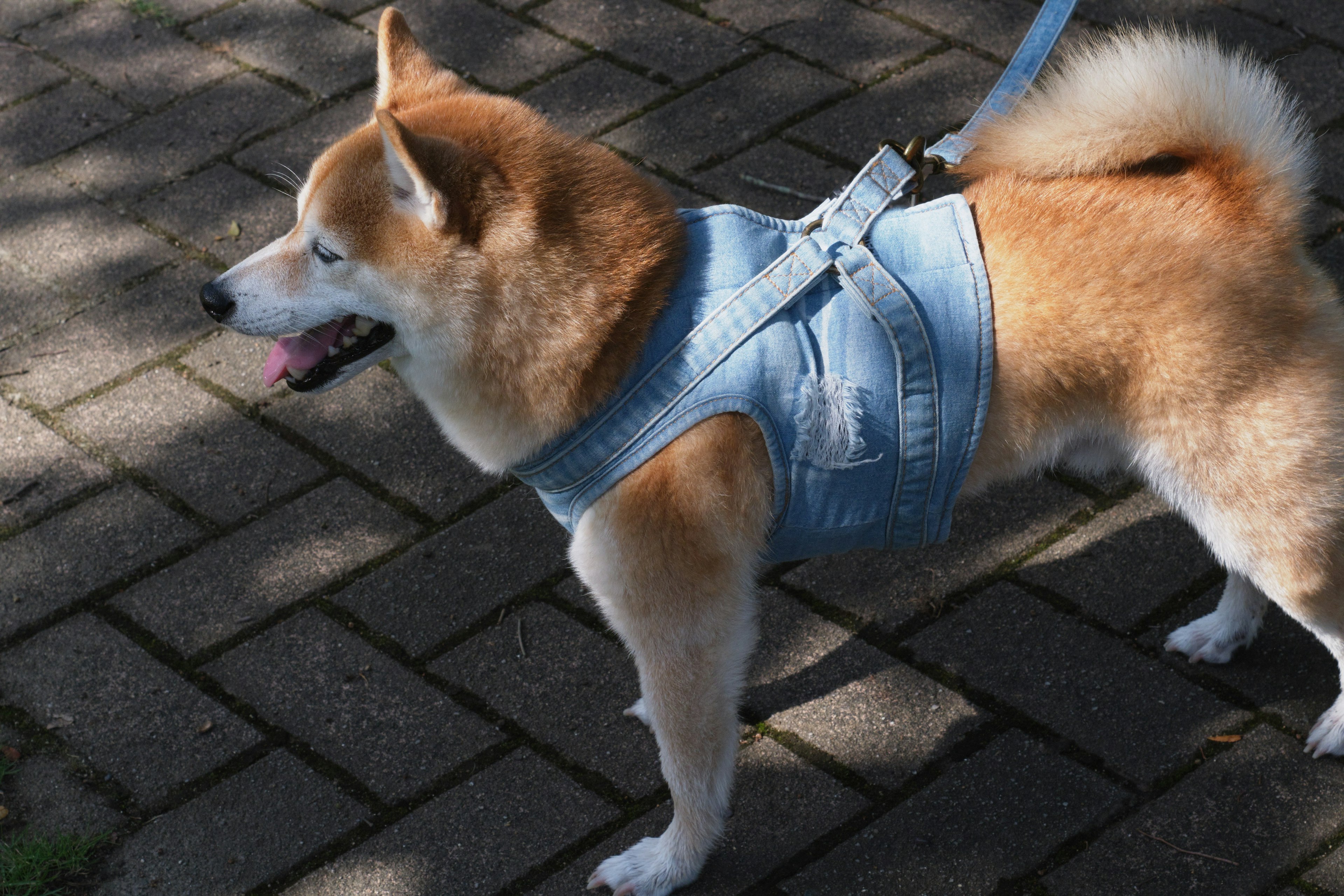 Shiba Inu con un'imbracatura di denim che cammina su un sentiero