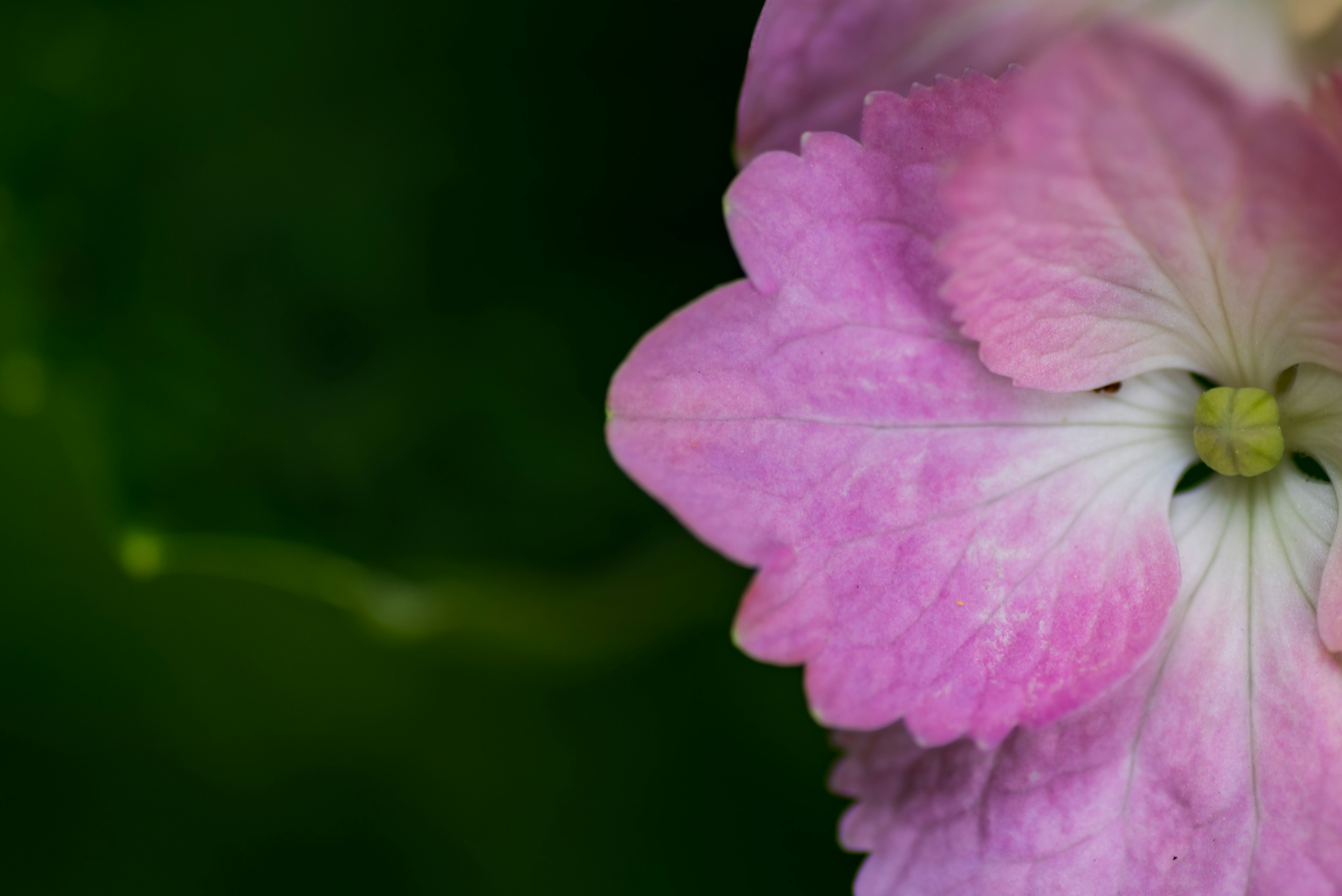 Nahaufnahme einer blassen rosa Blume vor grünem Hintergrund