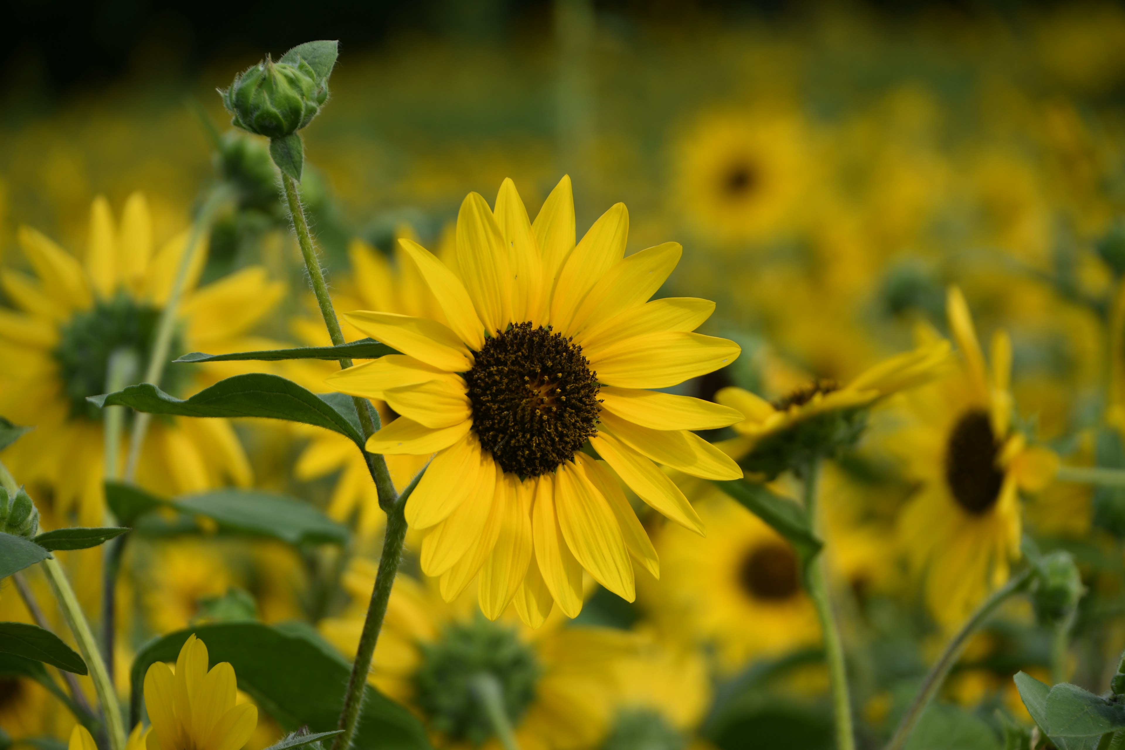 Eine lebendige Sonnenblume auf einem Feld von gelben Sonnenblumen