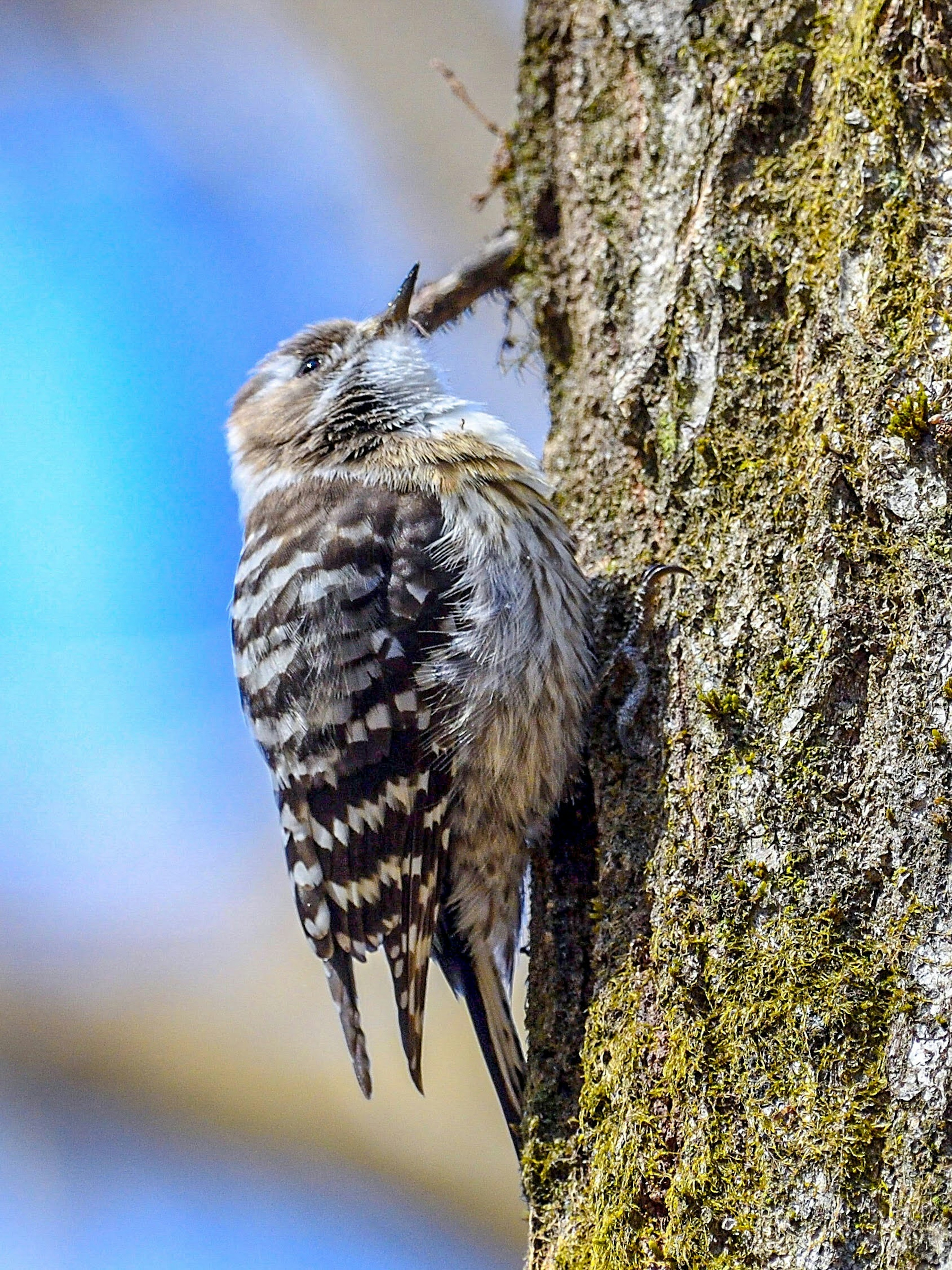 Bild eines kleinen Vogels, der auf einem Baumstamm sitzt, mit weißen und schwarzen gestreiften Flügeln