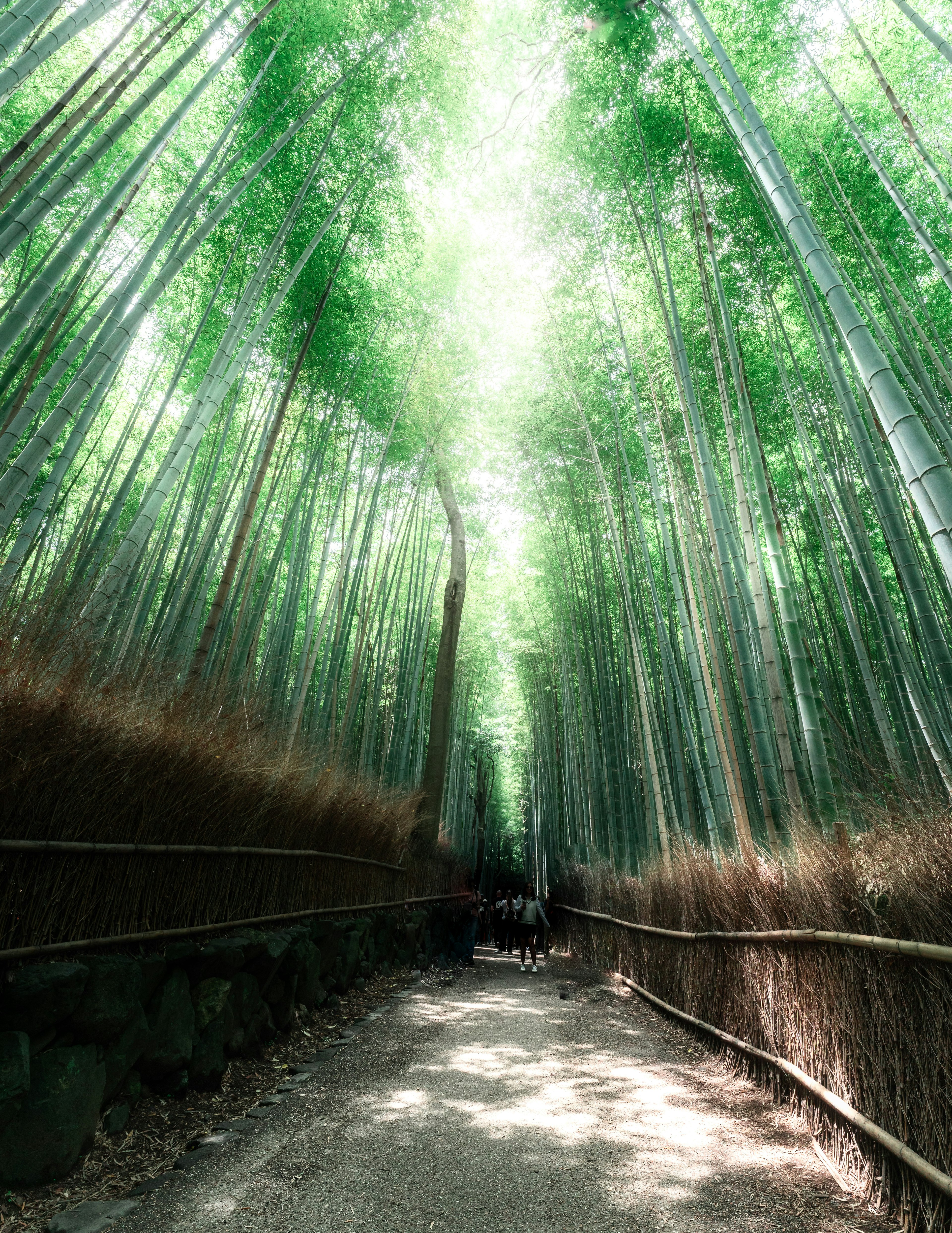 Un sentiero circondato da bambù verde lussureggiante in una foresta di bambù serena