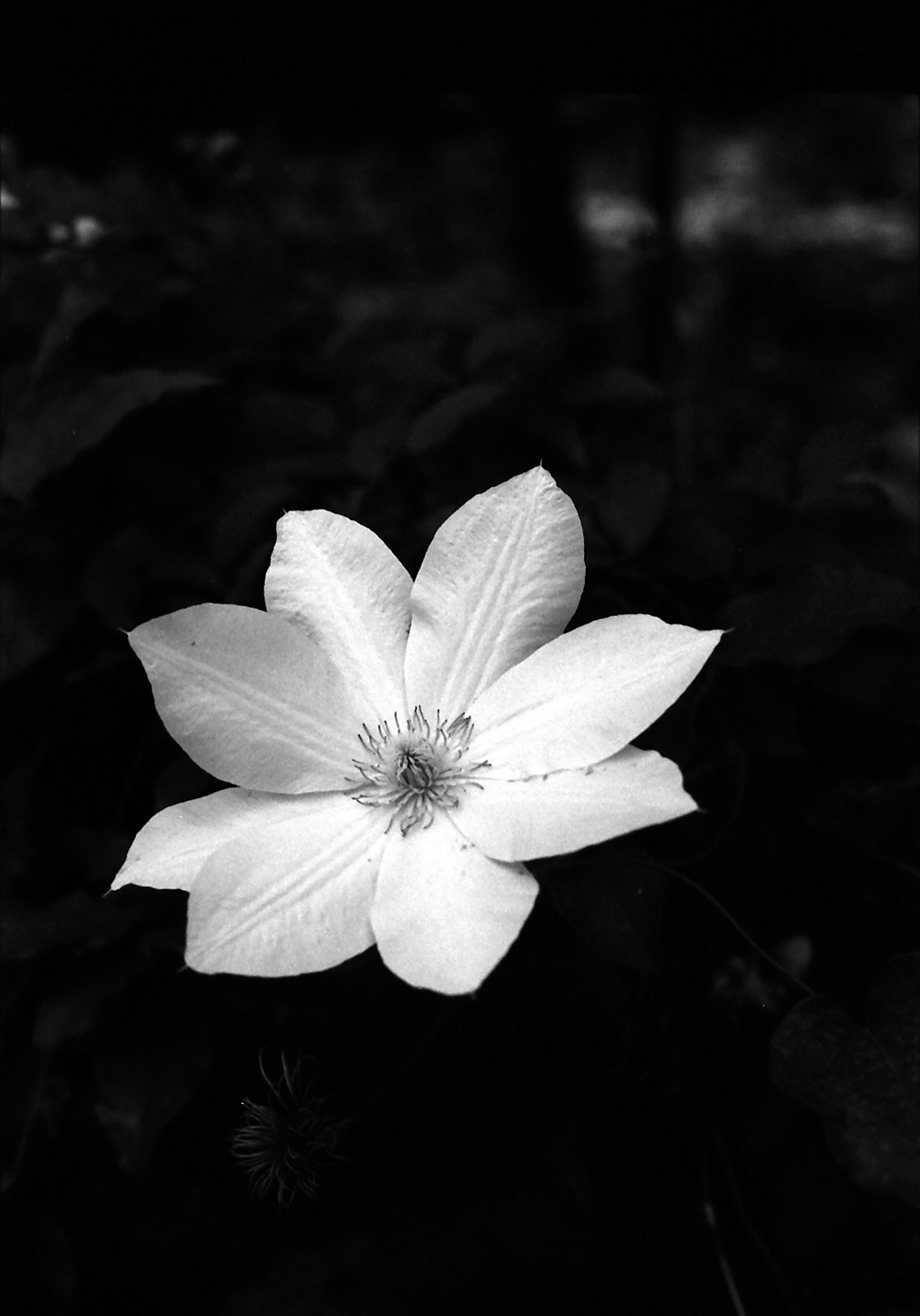 Gros plan d'une fleur blanche sur fond noir