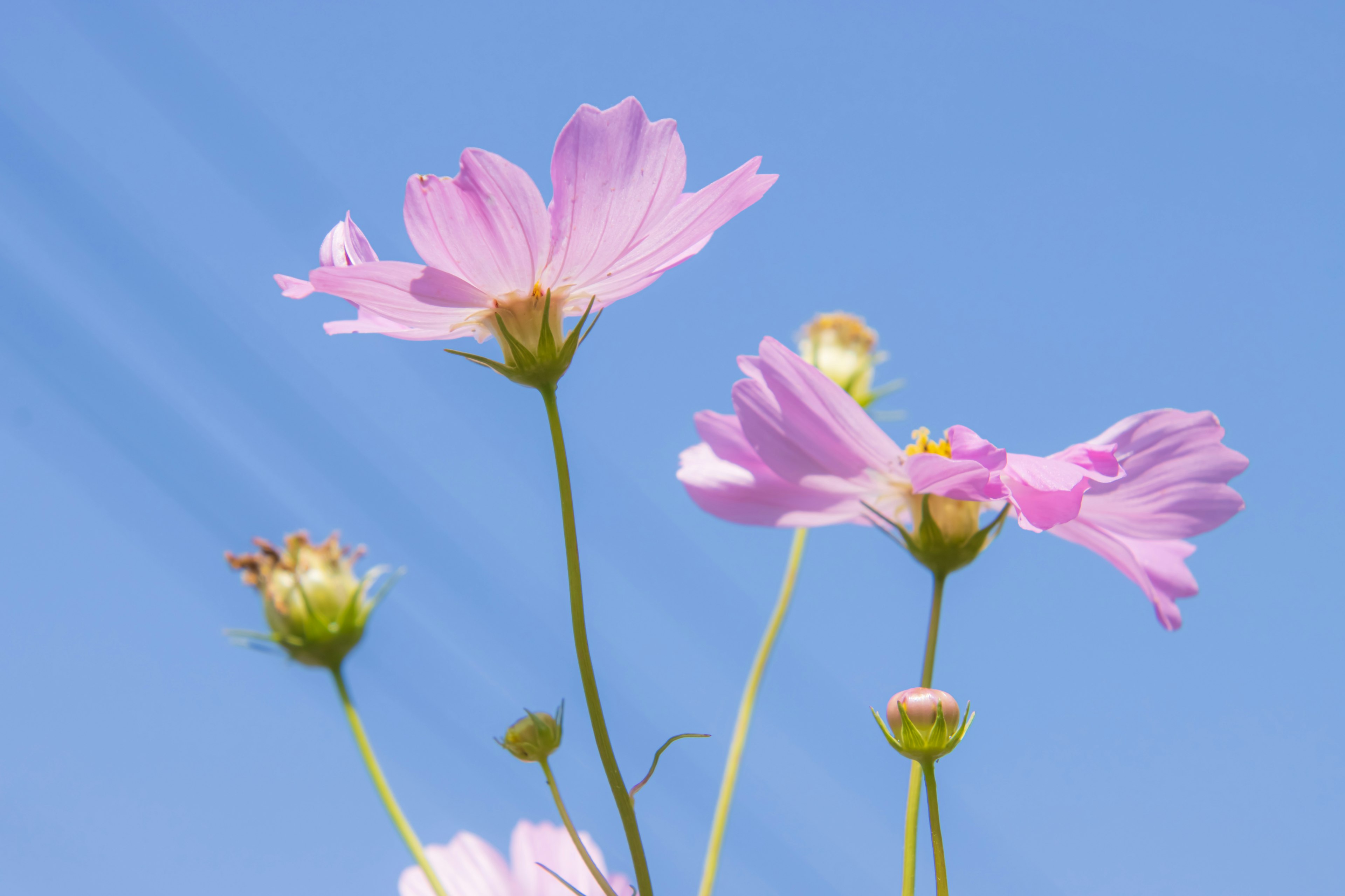 Rosa Cosmosblüten blühen vor einem blauen Himmel