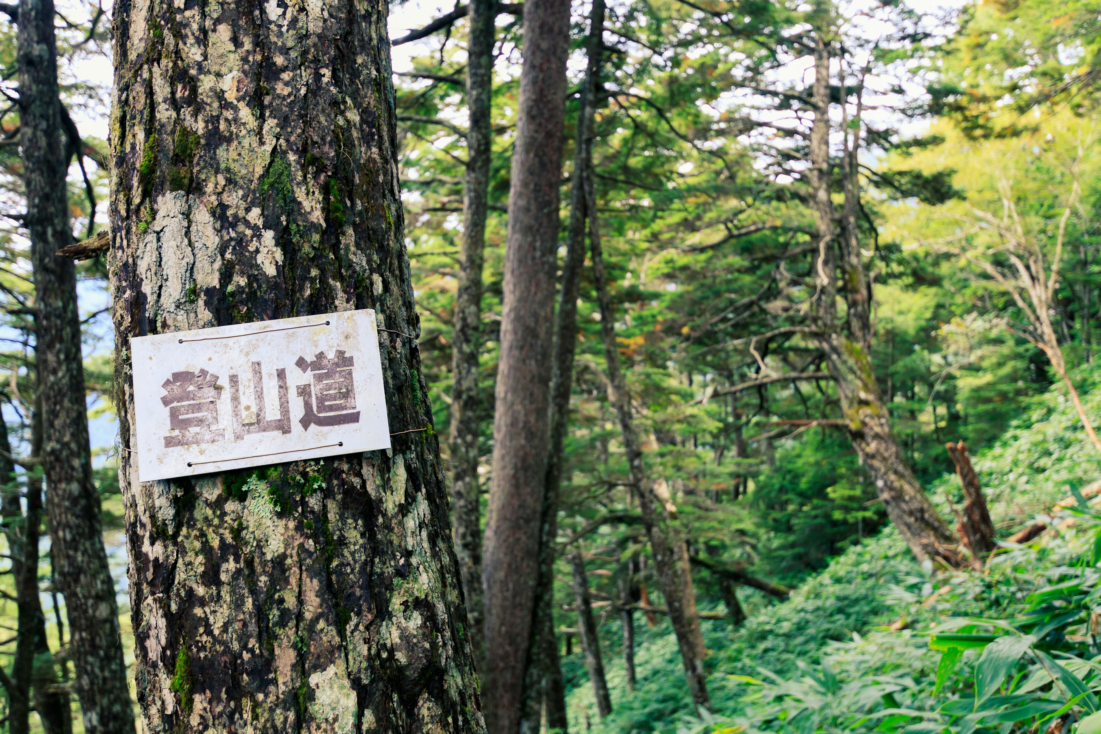 Un panneau de sentier de randonnée fixé à un arbre dans une zone forestière