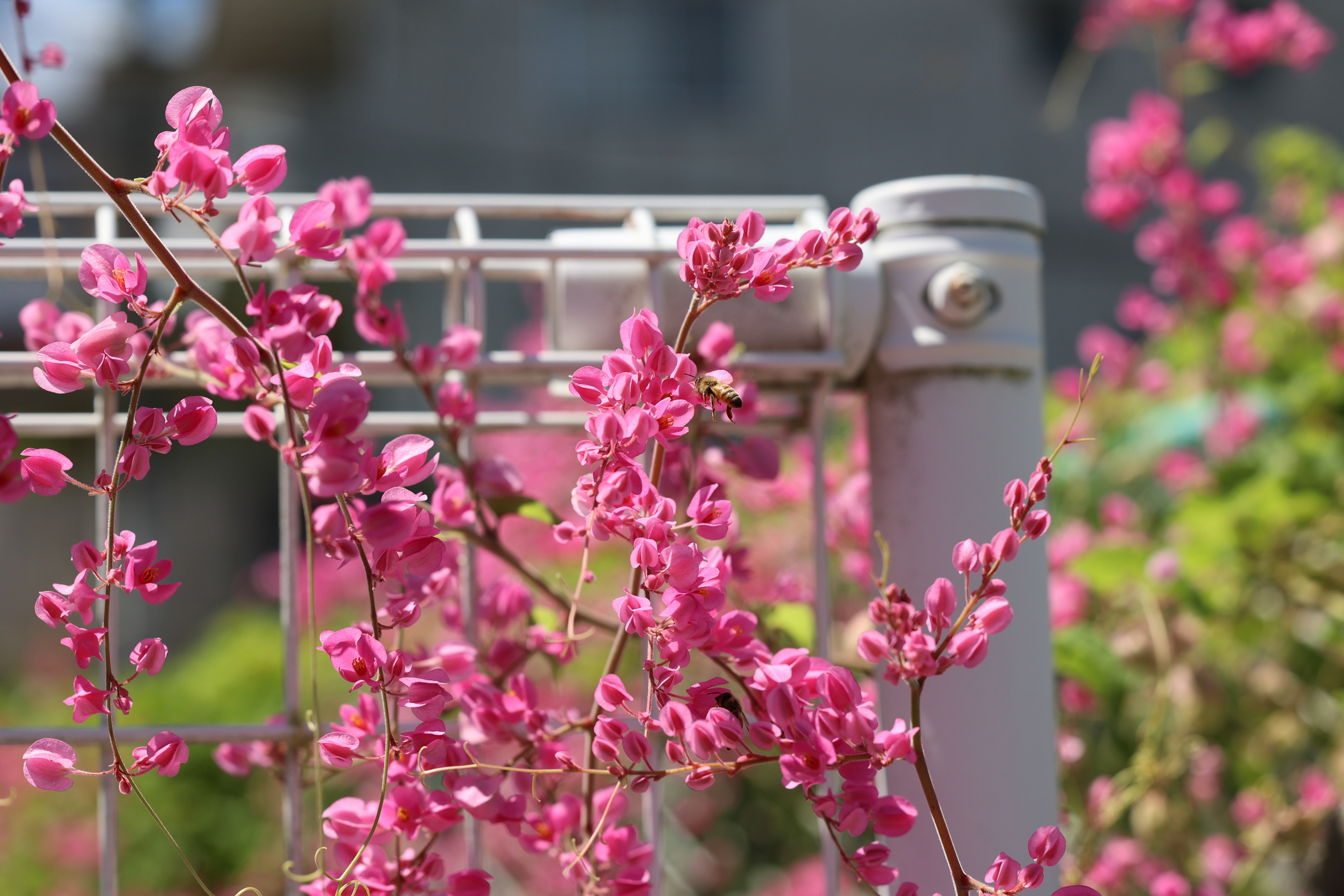 Rosa Blumen blühen an einem Drahtzaun