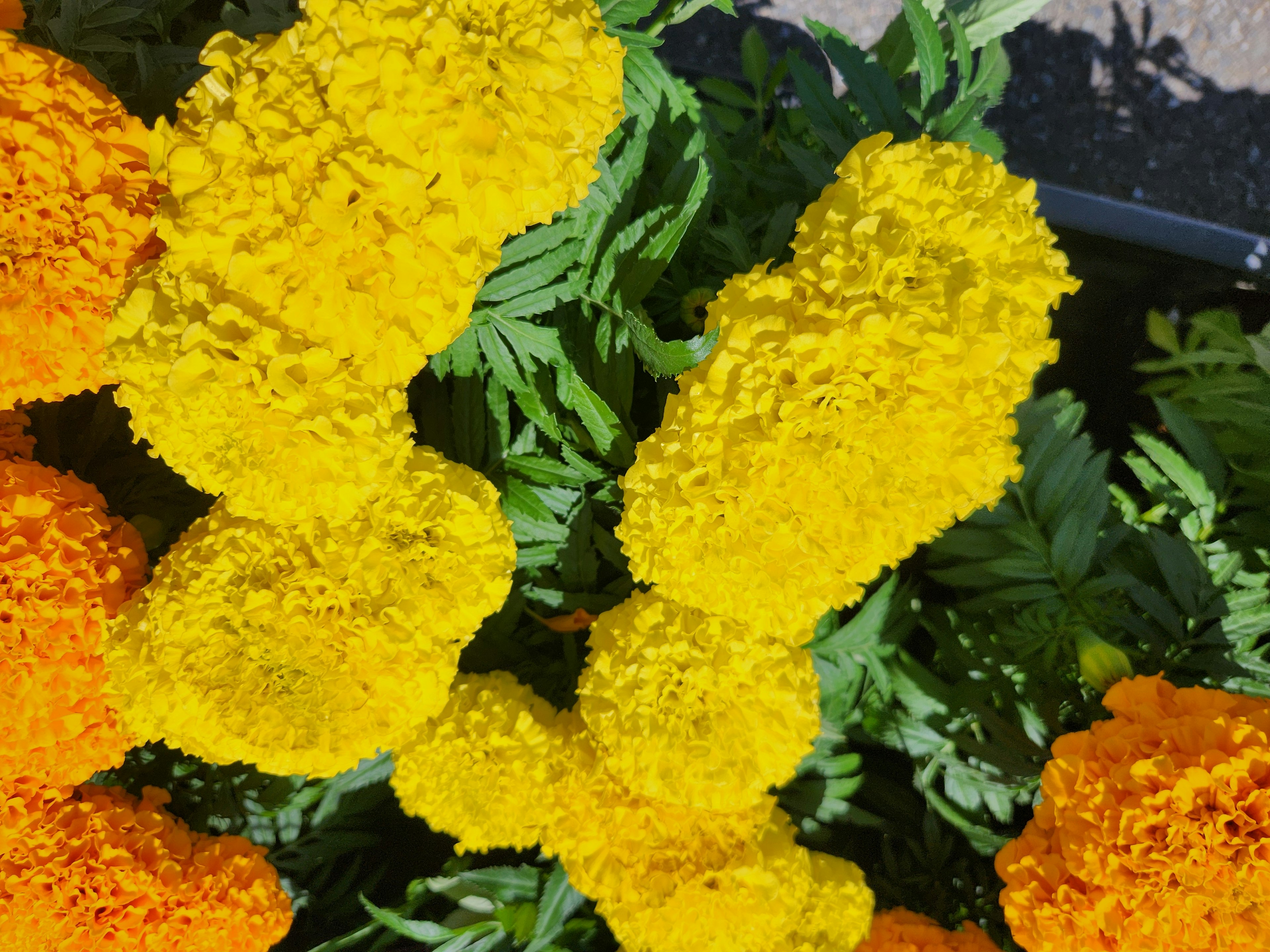 Vibrant orange and yellow marigold flowers blooming