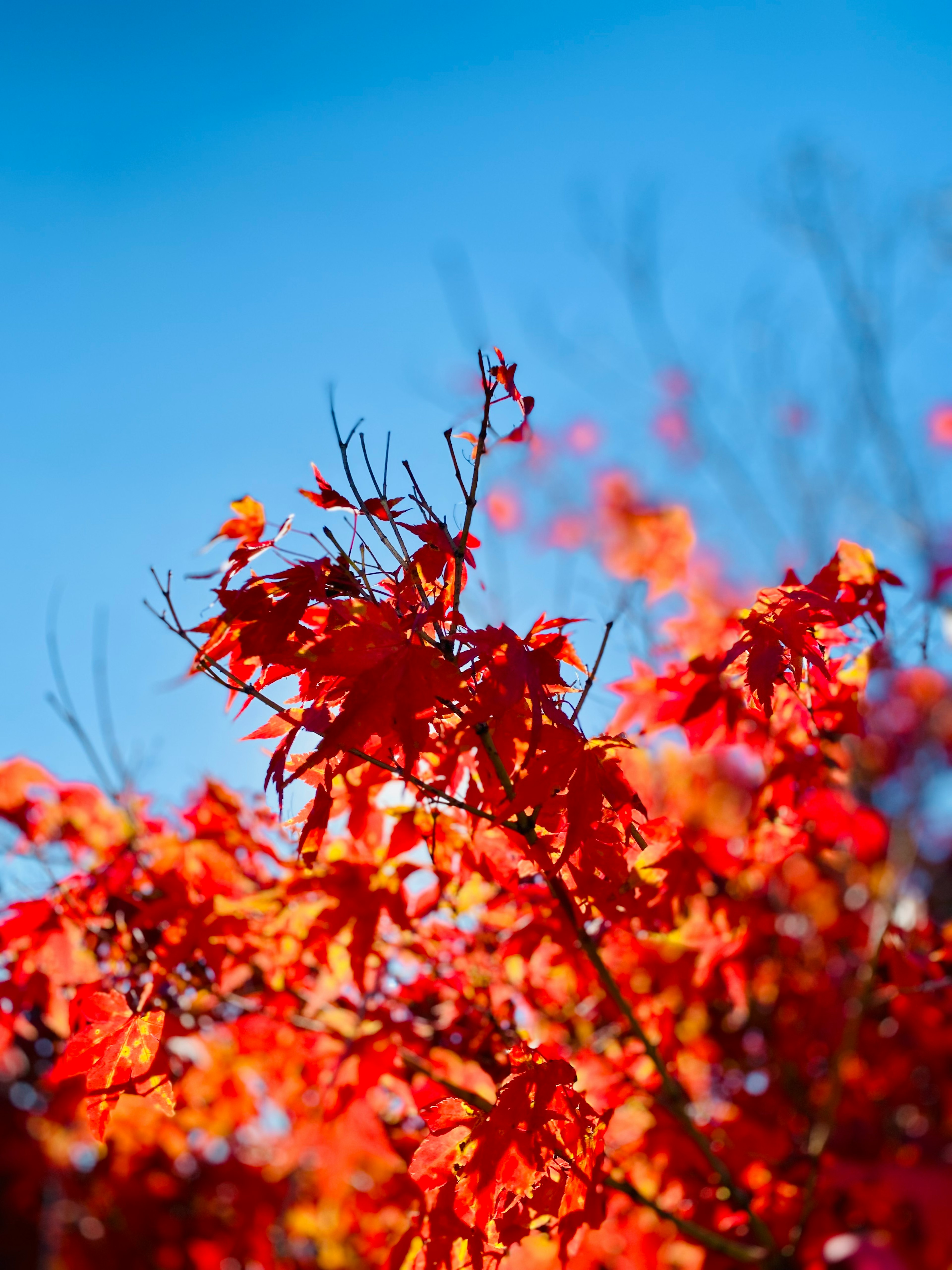 Vibrant red leaves against a blue sky in autumn