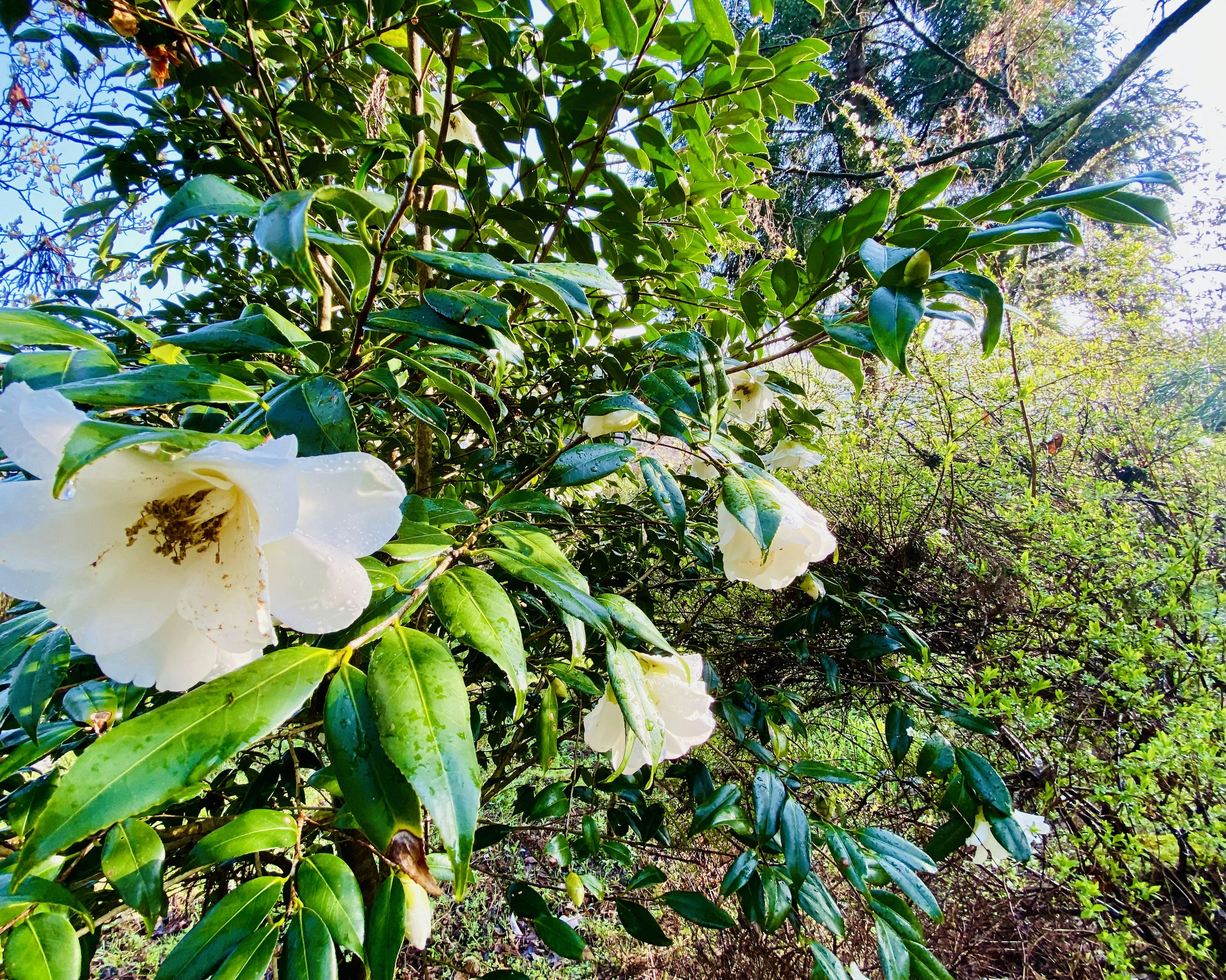 Un ramo con fiori bianchi e foglie verdi in un ambiente naturale