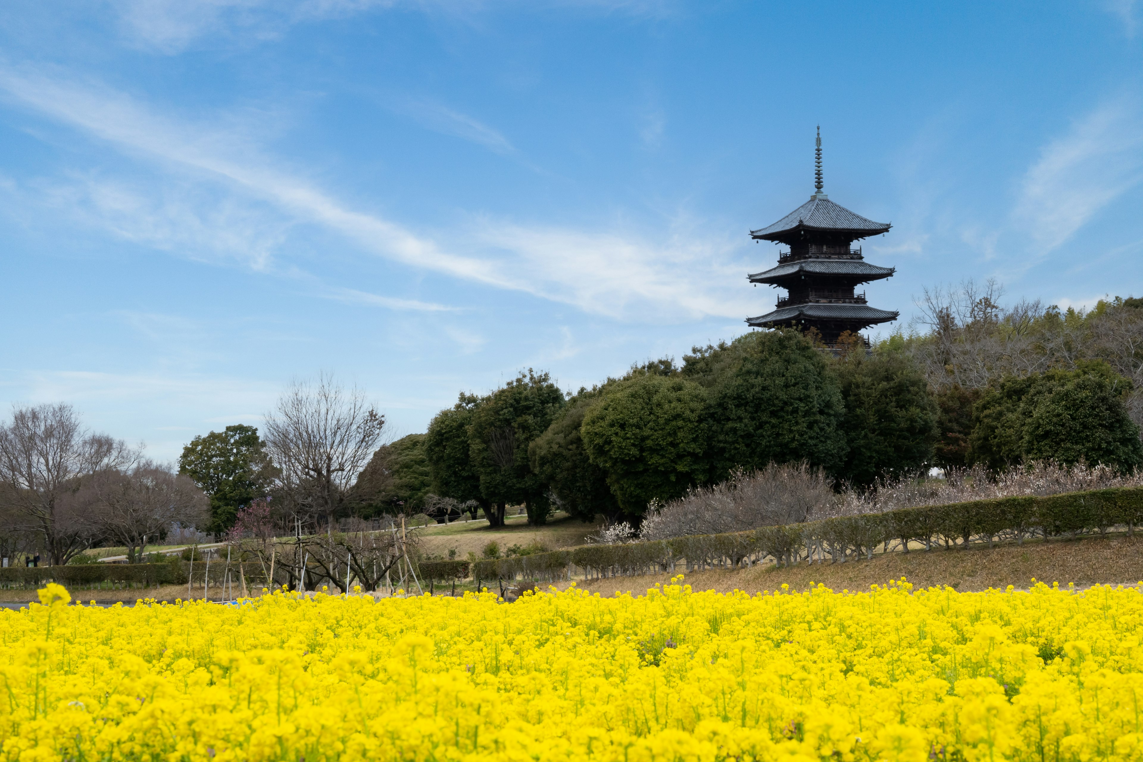 Vue pittoresque d'un champ de colza jaune avec une ancienne pagode à cinq étages sous un ciel bleu