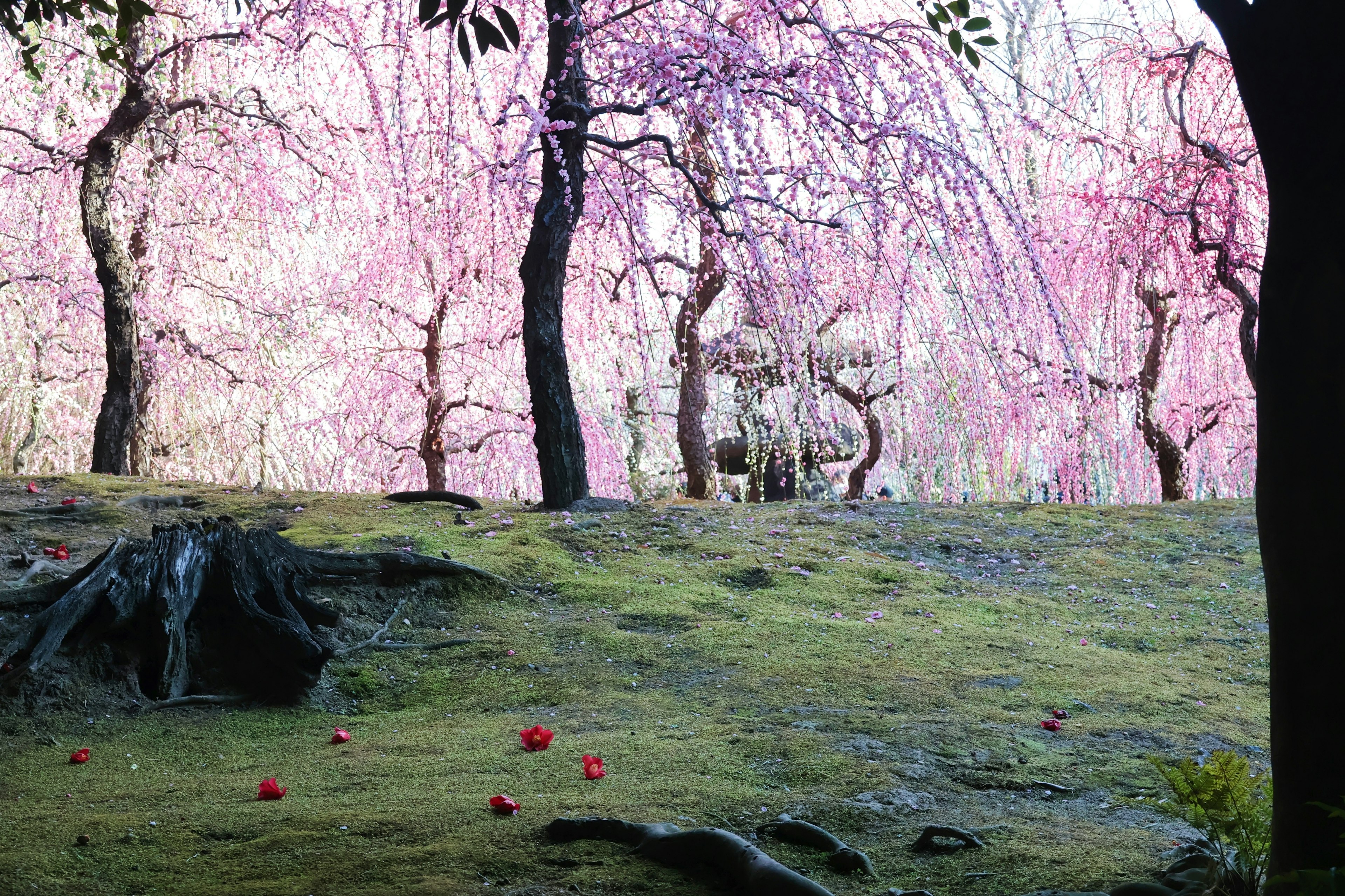 A landscape featuring trees with pale pink blossoms surrounding a green meadow scattered with red fruits