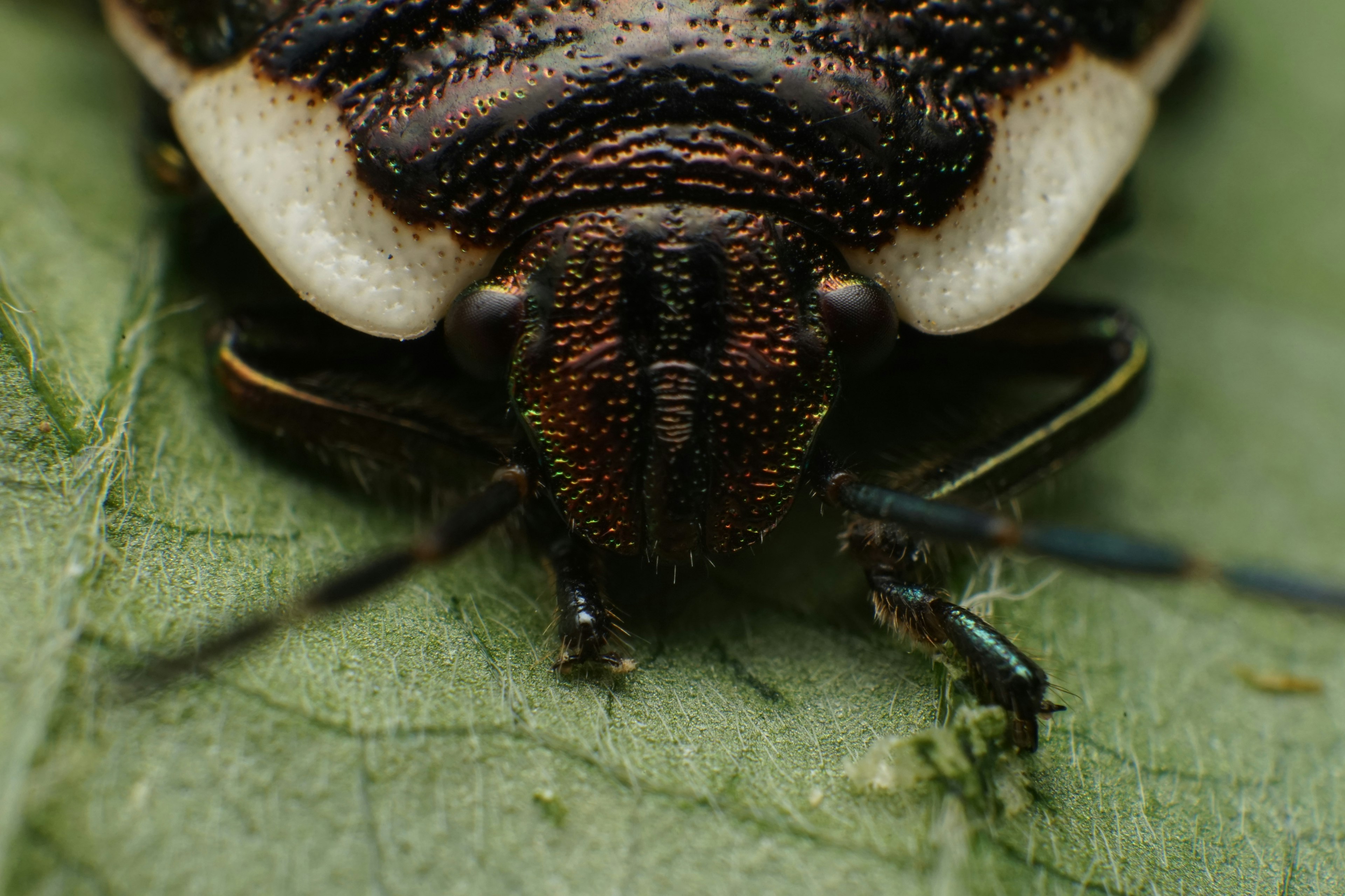 黒い模様のある昆虫が葉の上にいる