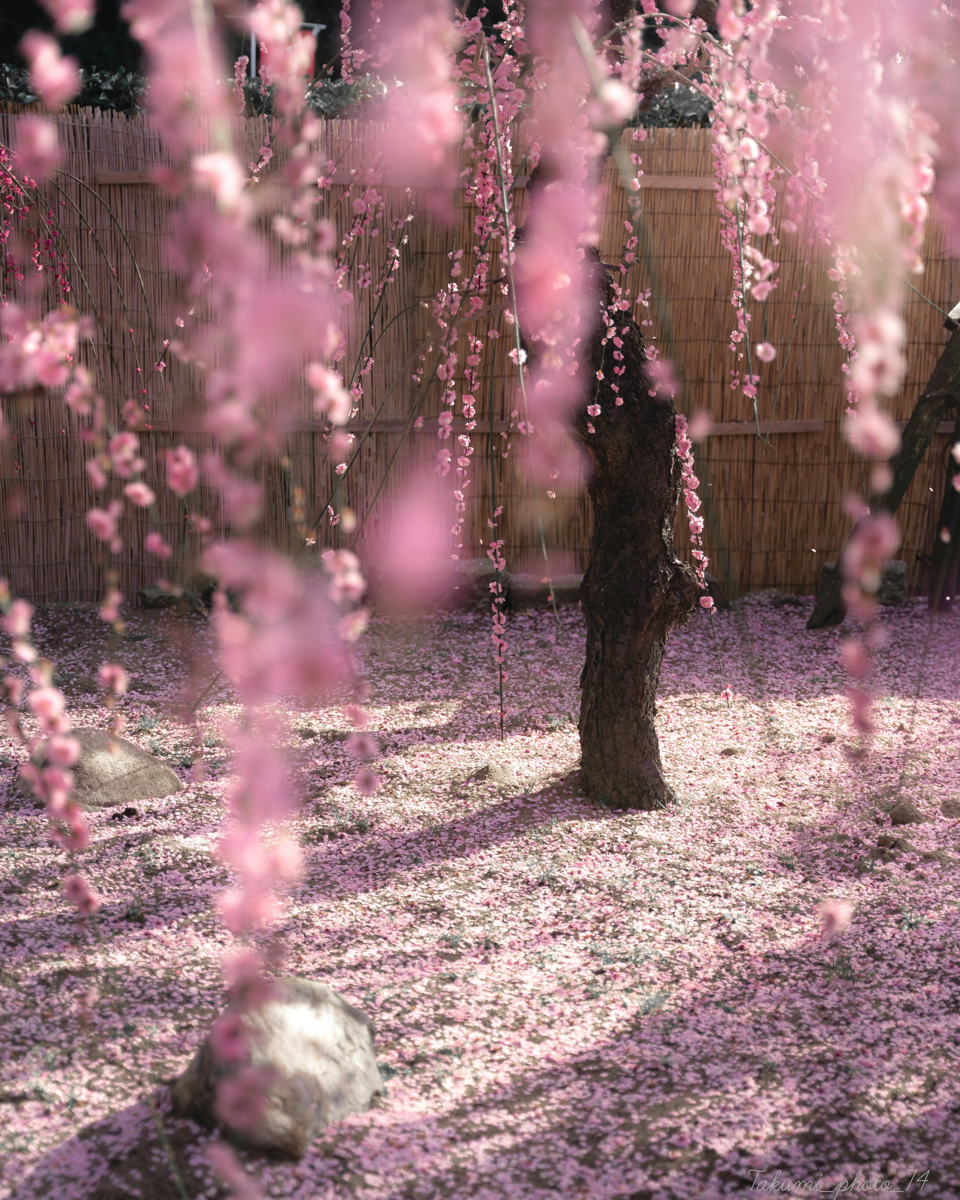 桜の花が咲いている庭の風景でピンクの花びらが地面に散らばっている