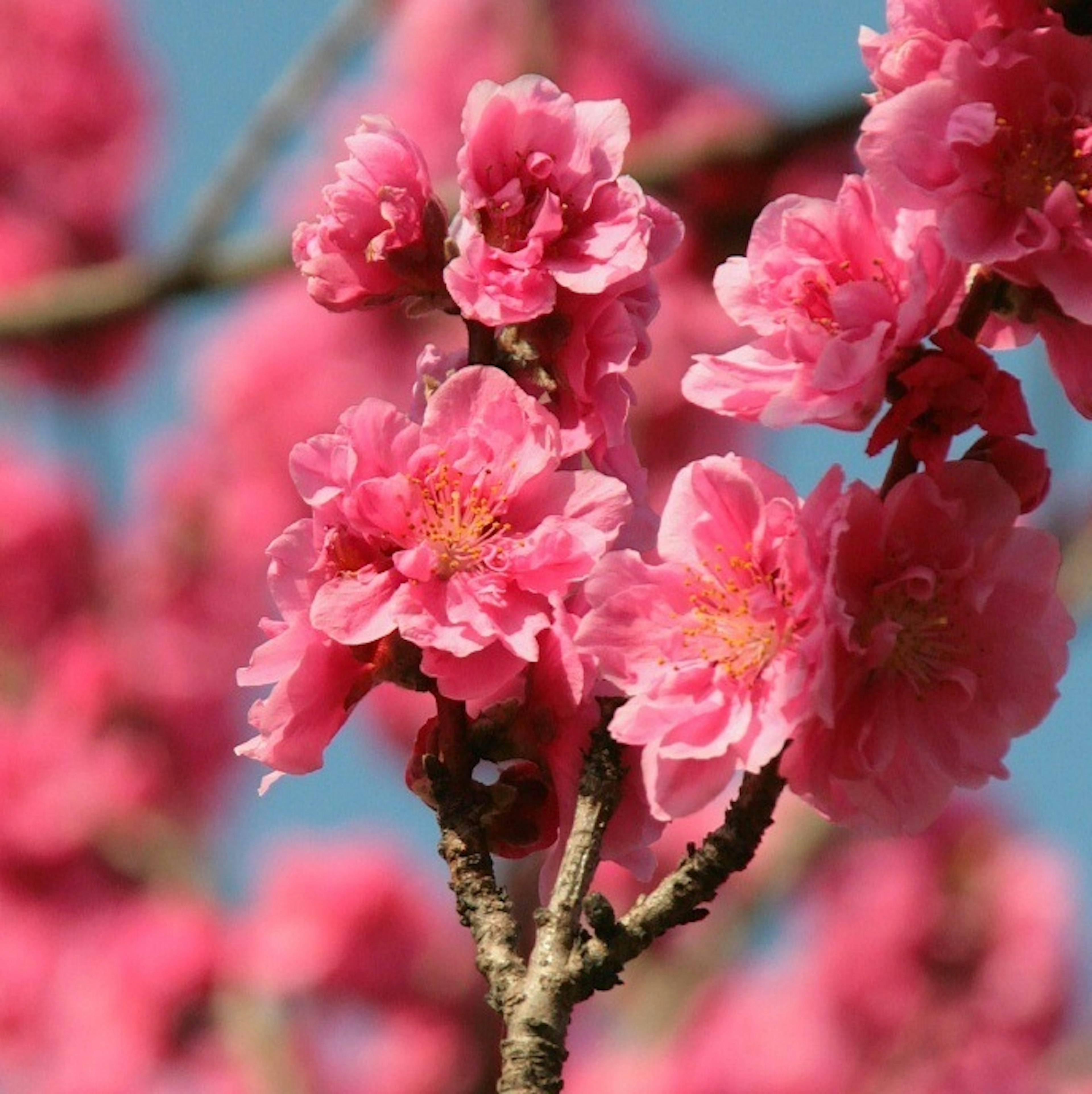 Branch with vibrant pink flowers against a blue sky