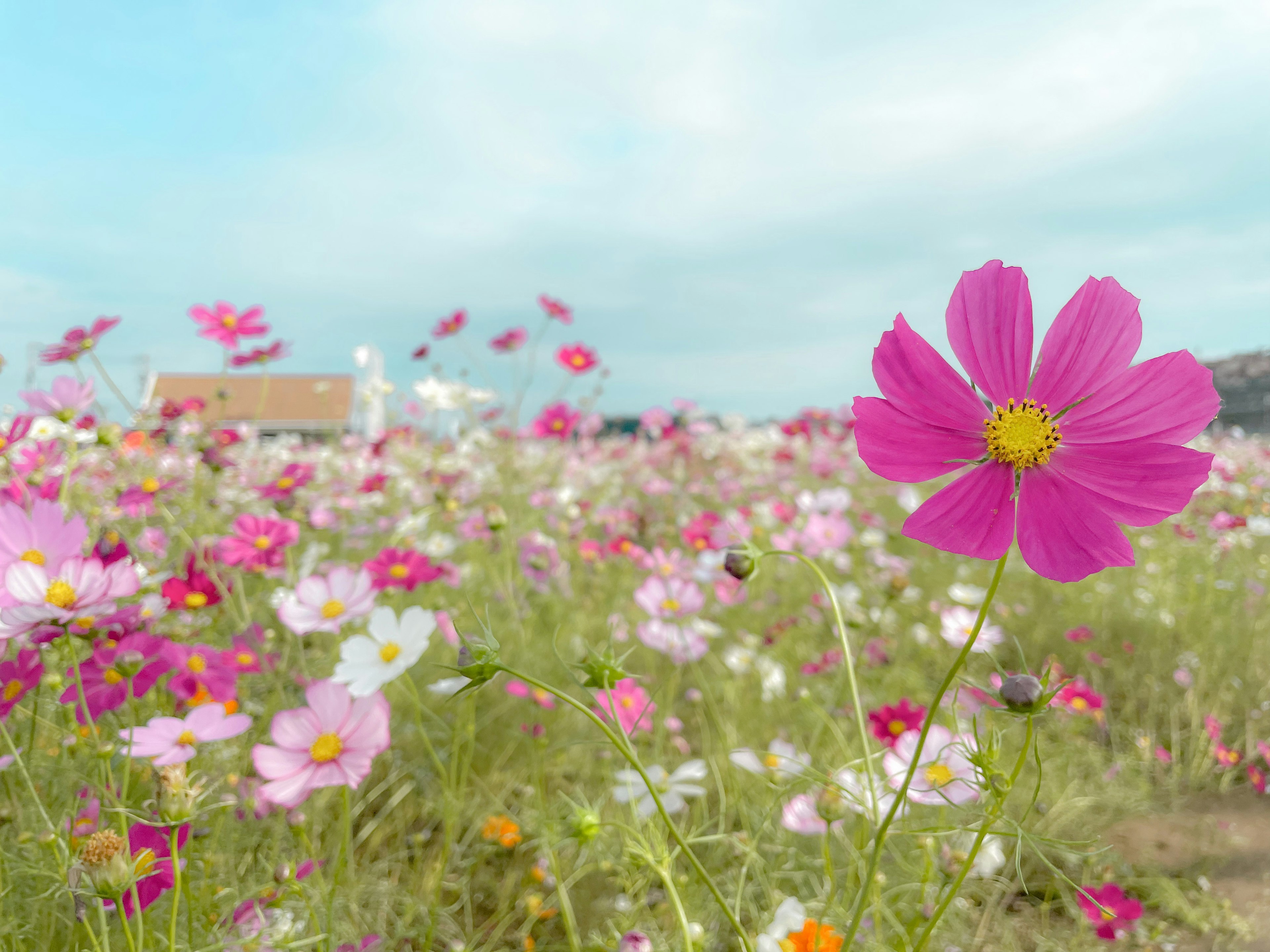 色とりどりの花が咲く広い野原に立つピンクのコスモスの花