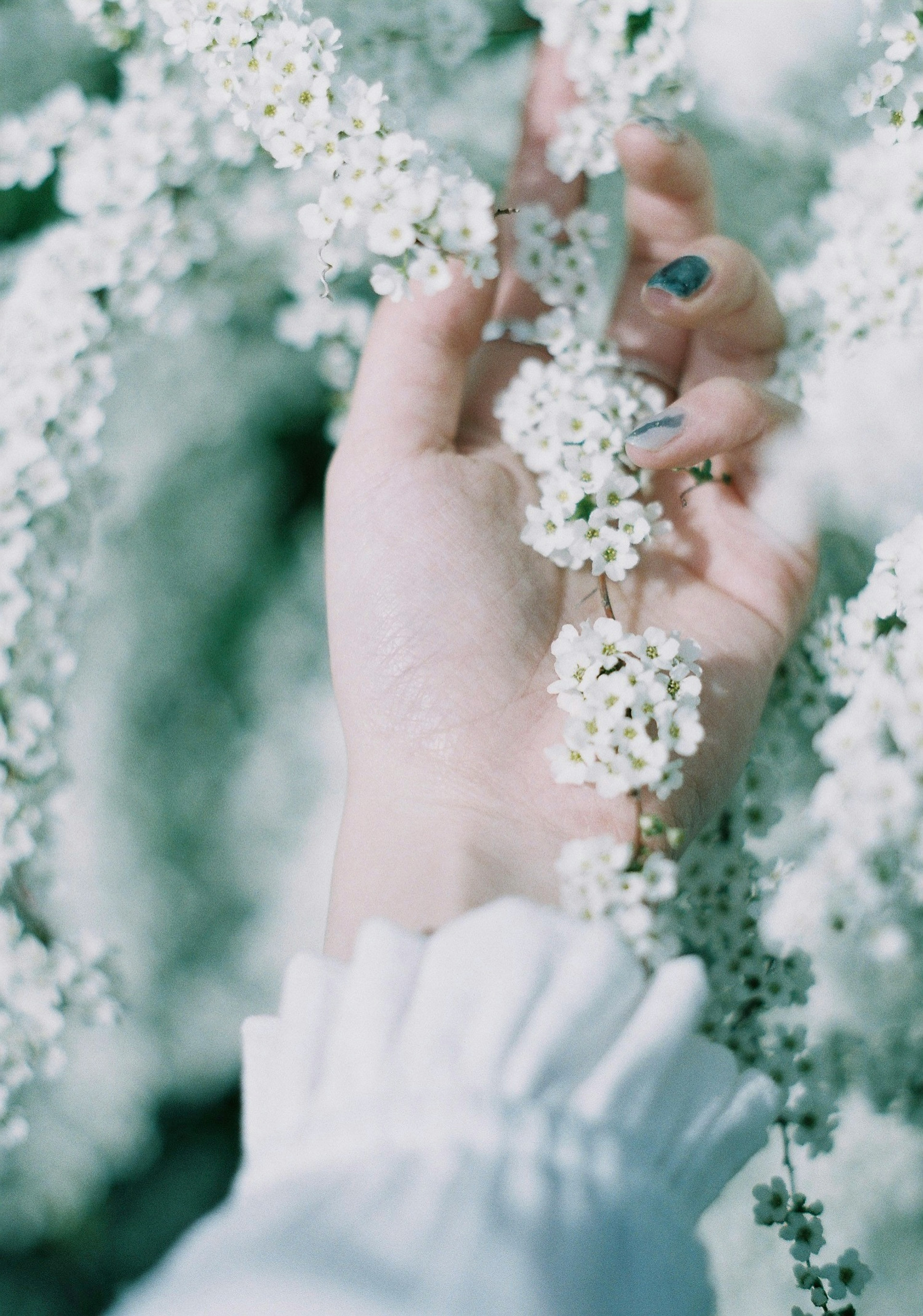 Una mano che tiene delicatamente fiori bianchi