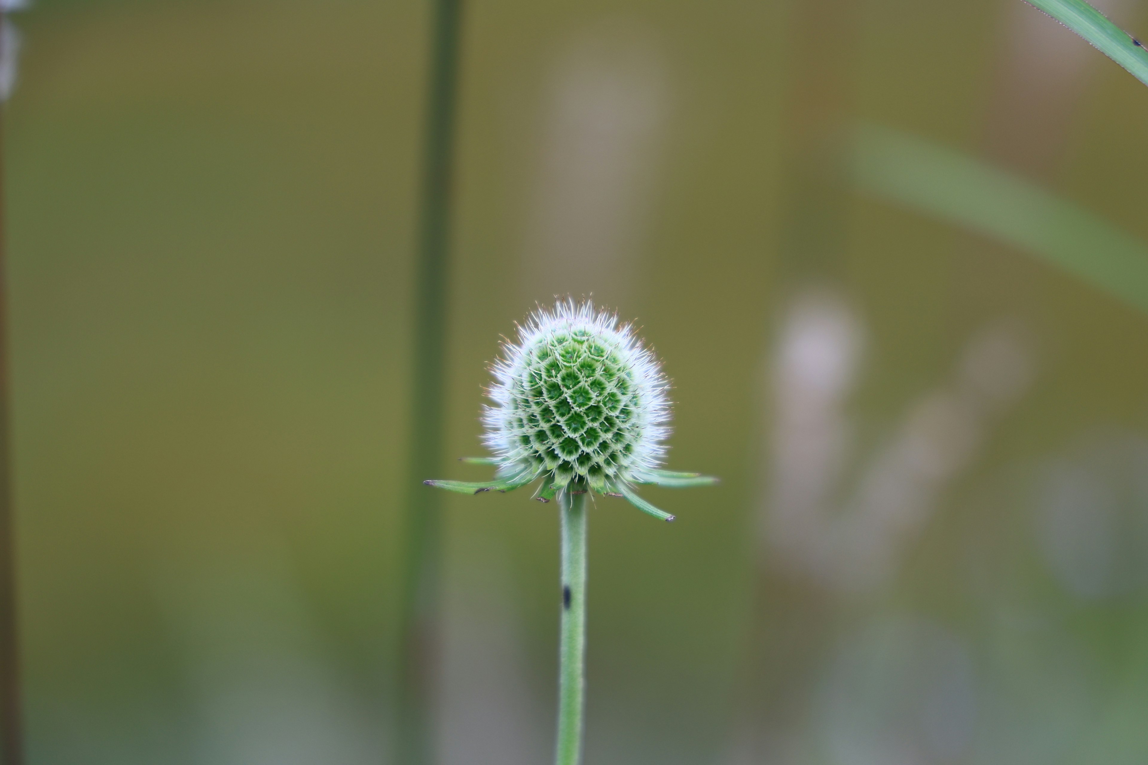 Un gambo verde con un bocciolo di fiore sferico spinoso bianco