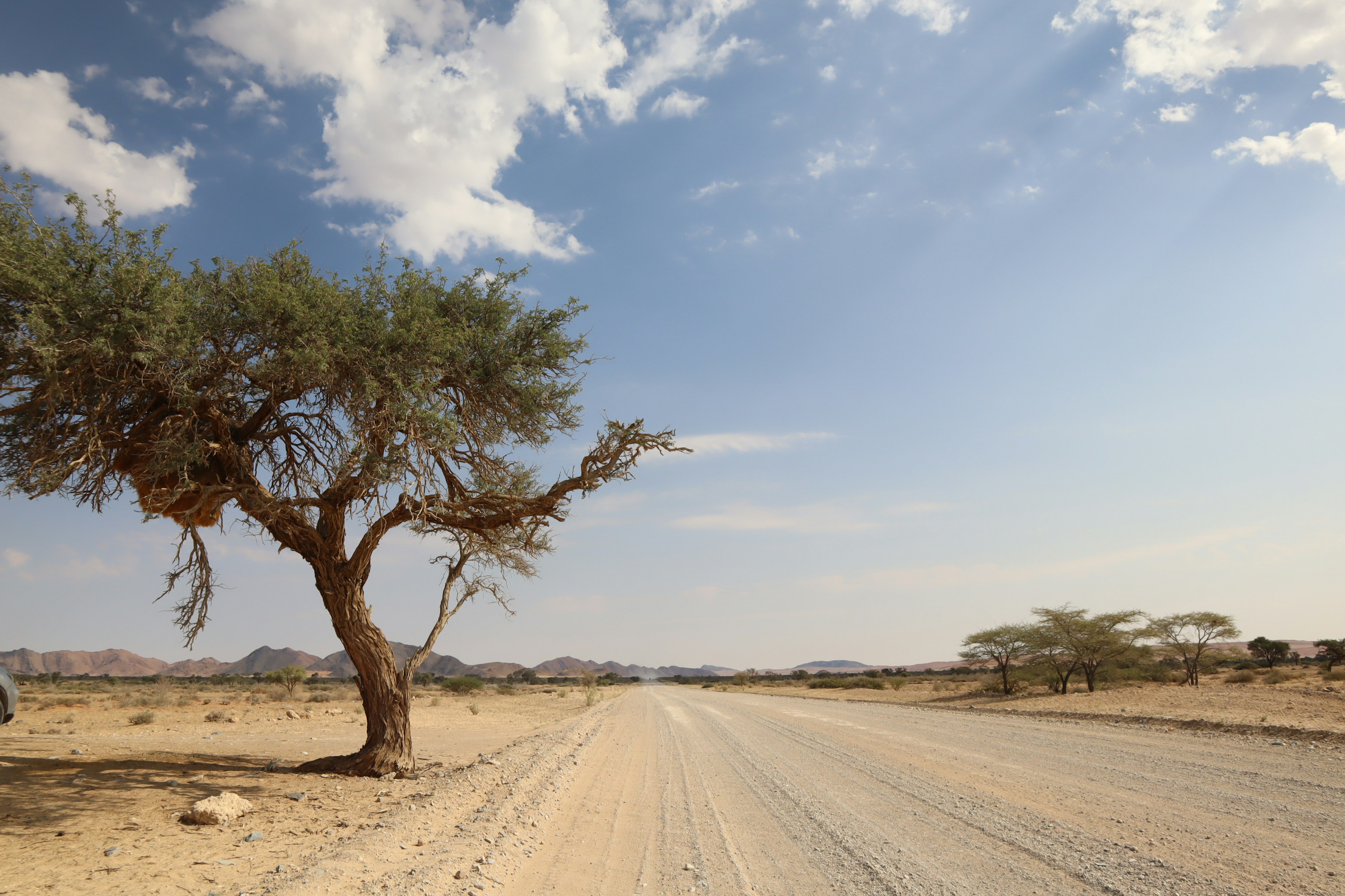 Isolierter Baum in einer trockenen Landschaft unter blauem Himmel