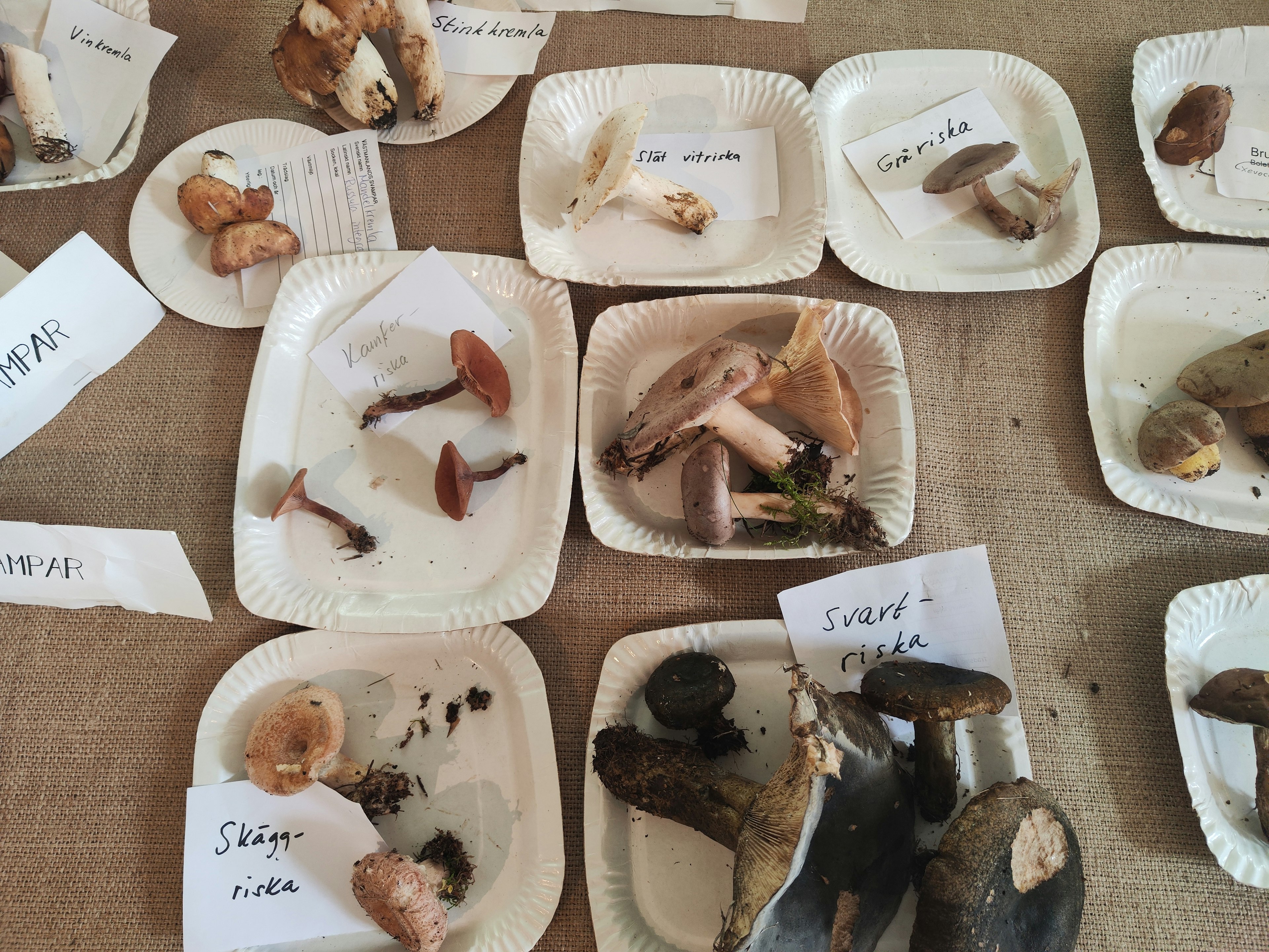 Various mushrooms displayed on white plates with labeled names