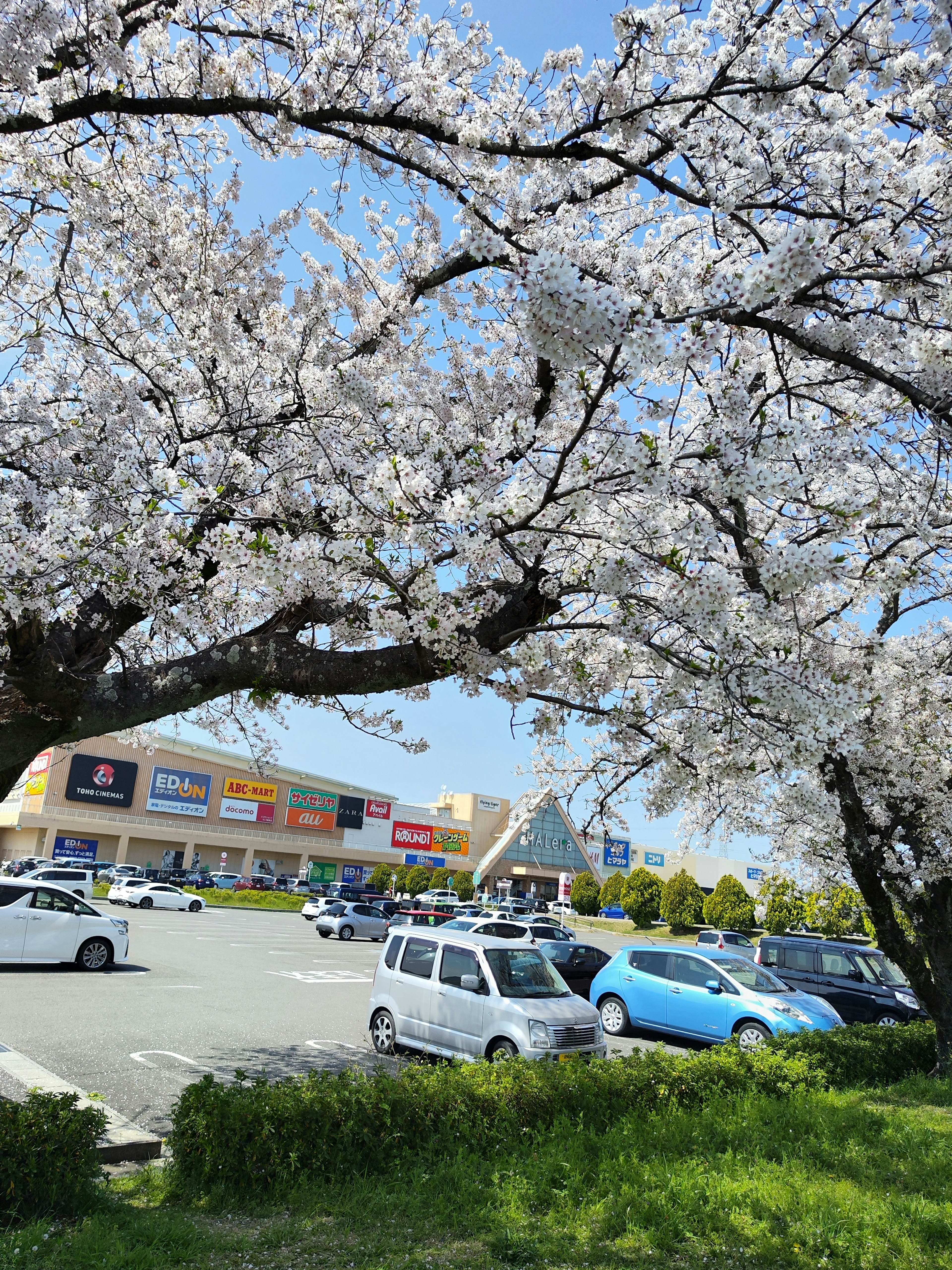 Albero di ciliegio in fiore vicino a un centro commerciale