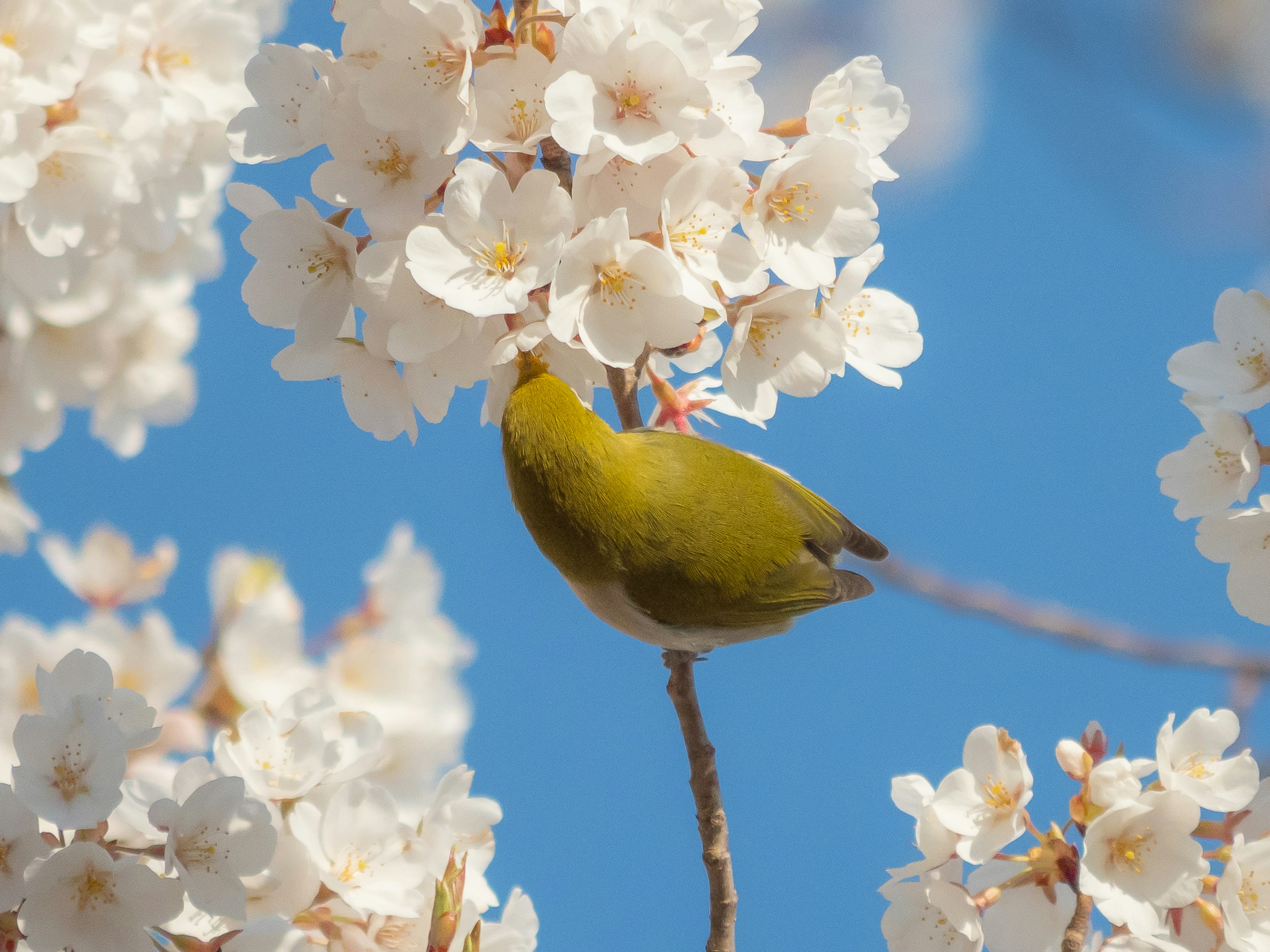 Kleiner grüner Vogel zwischen weißen Blumen