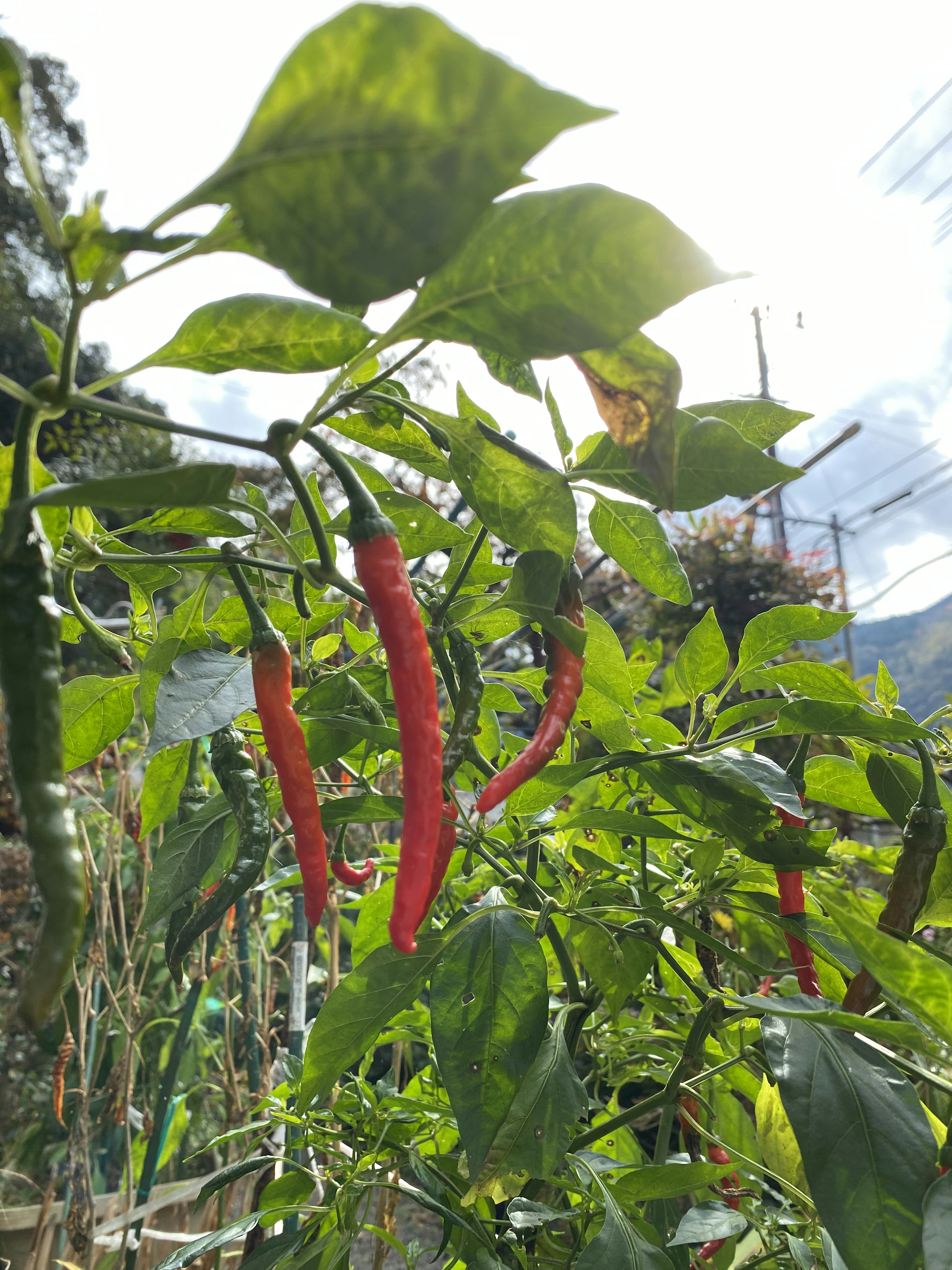 Red chili peppers hanging from green leaves