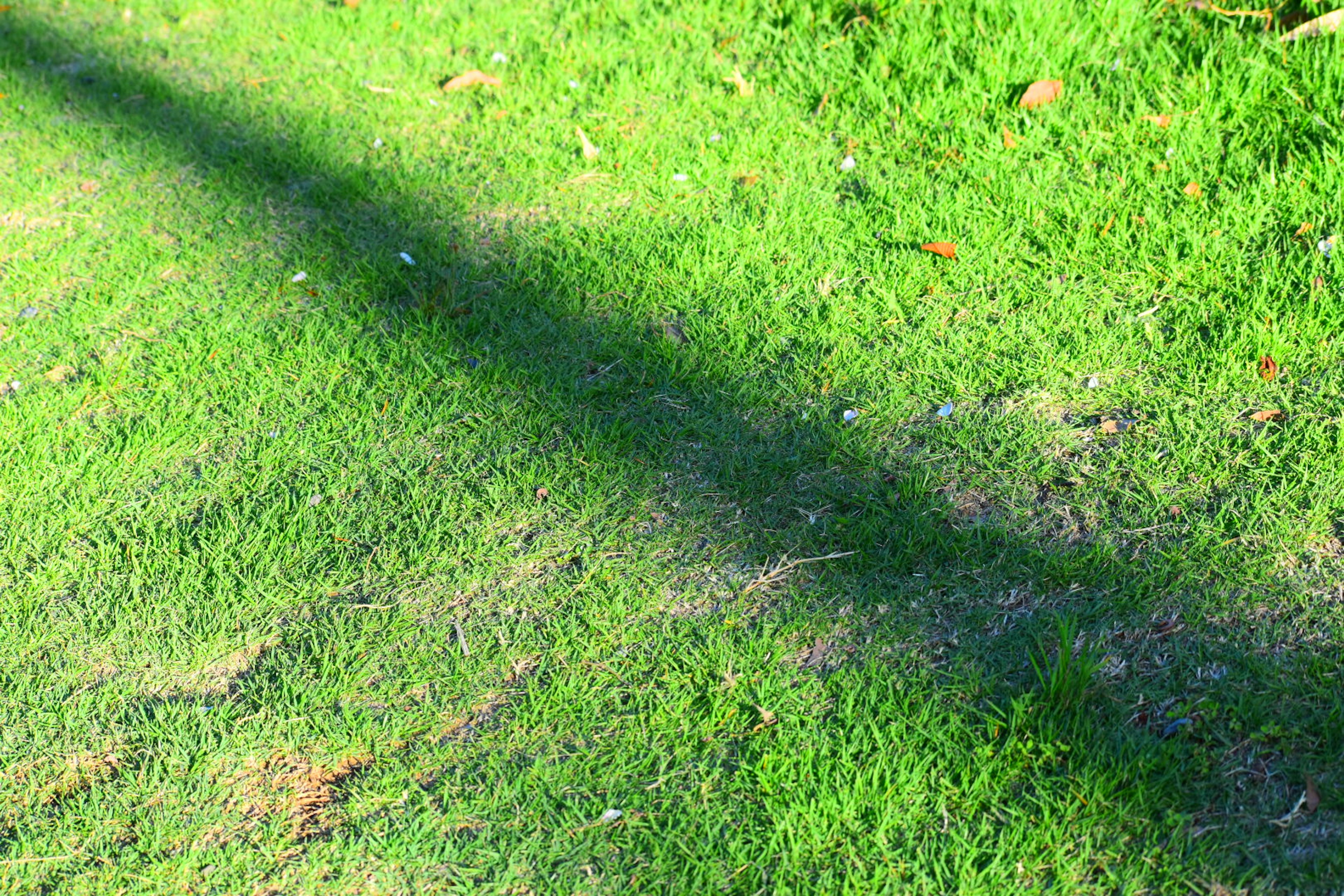 Área de hierba verde con detalles de sombra