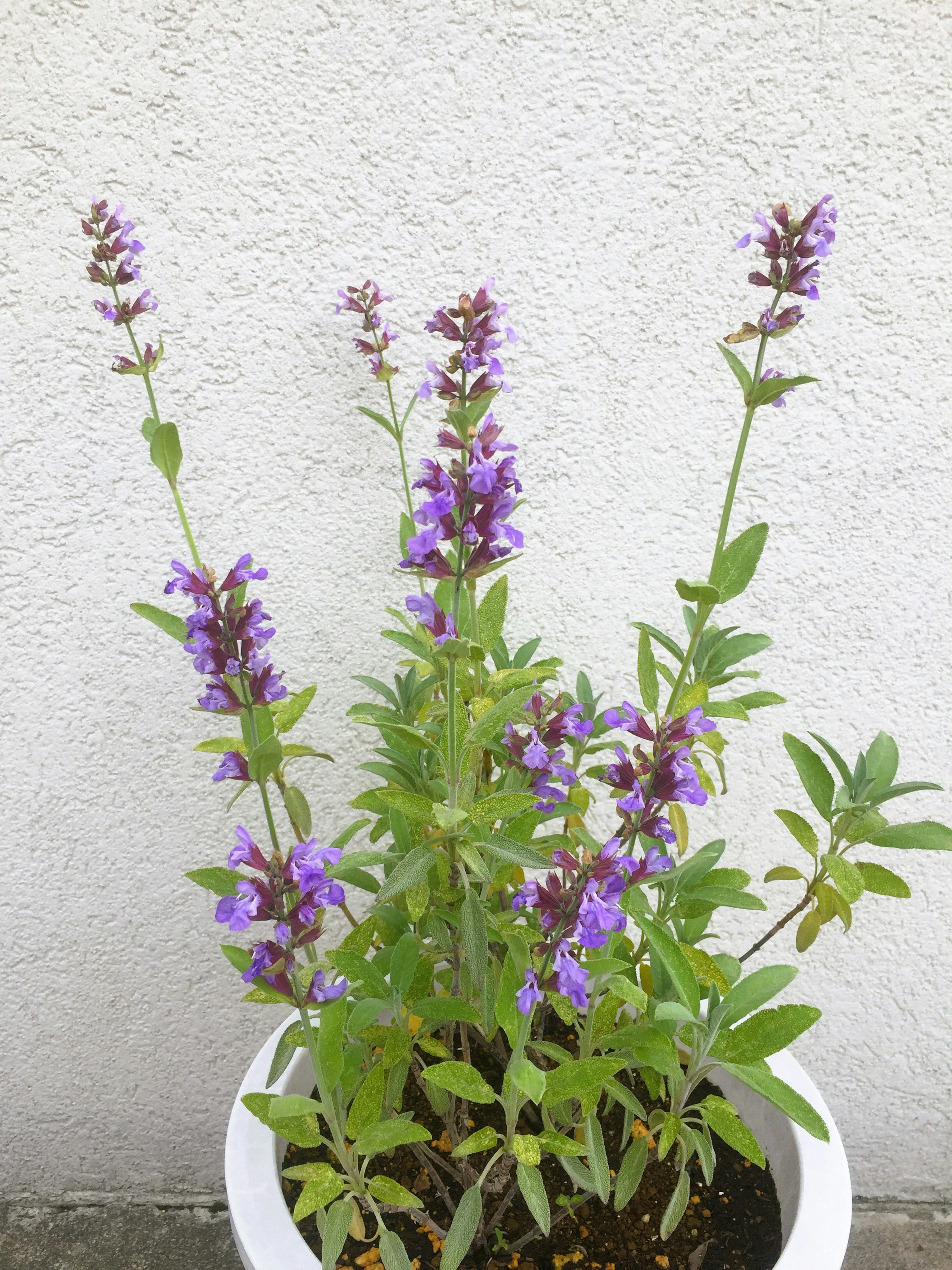 Topfpflanze mit lila Blumen vor einer hellen Wand