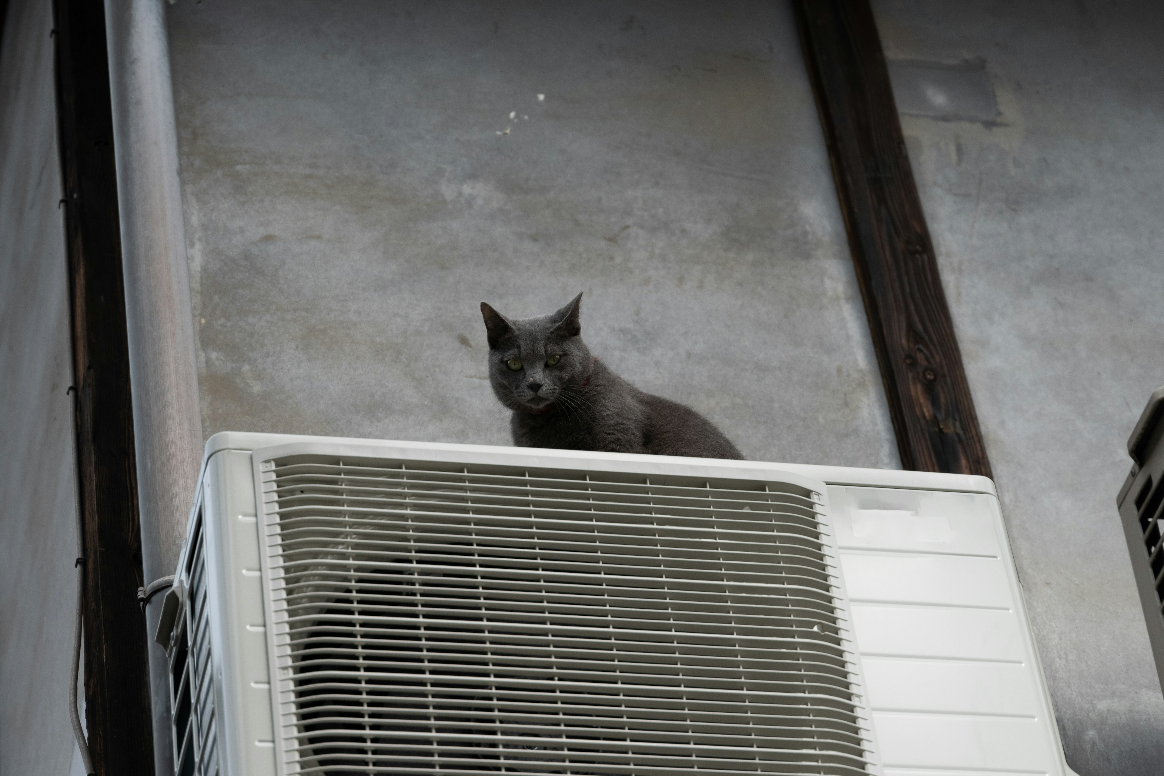 灰色の猫がエアコンの上に座っている