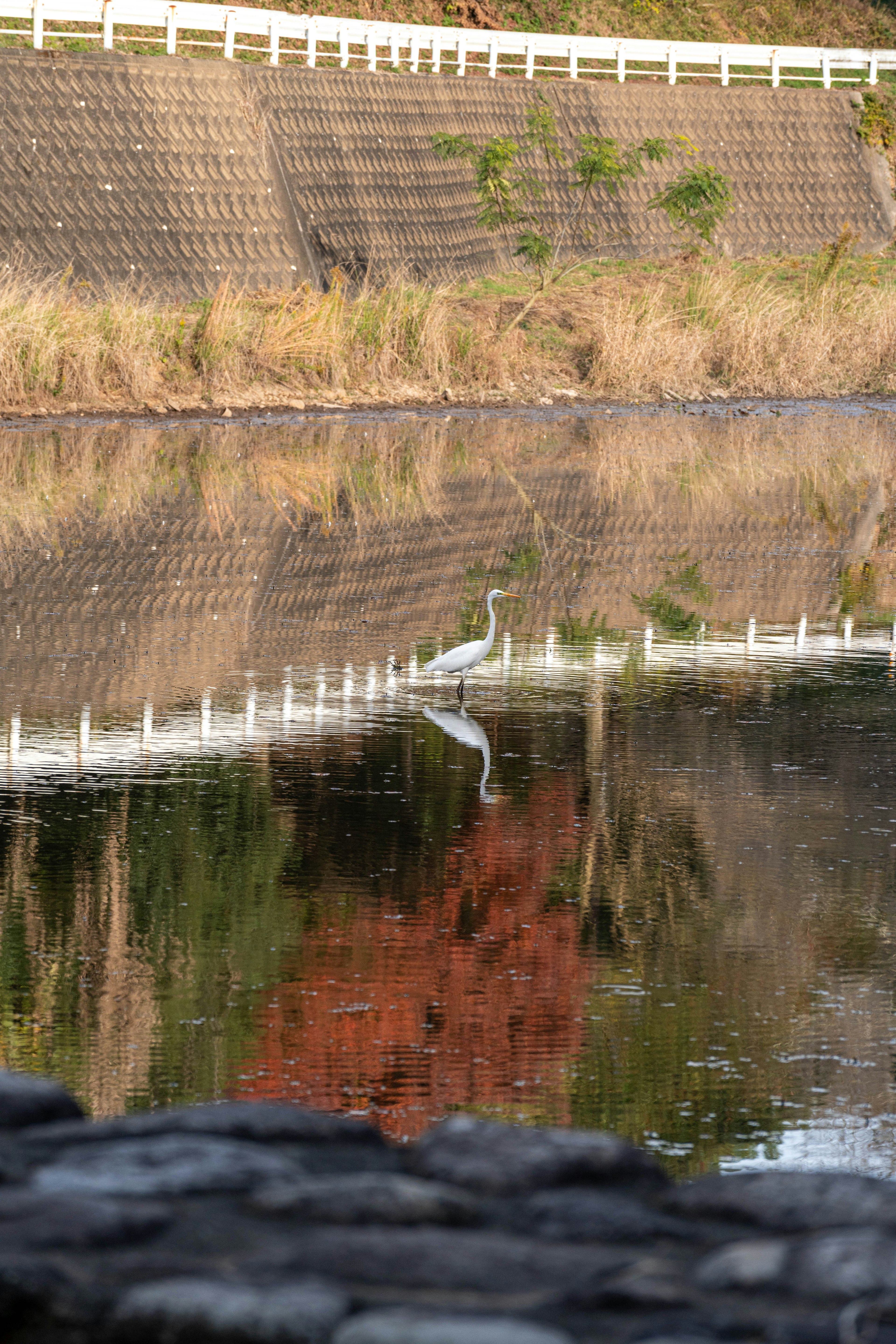 Ein weißer Reiher steht am Wasser mit seinem sichtbaren Spiegelbild