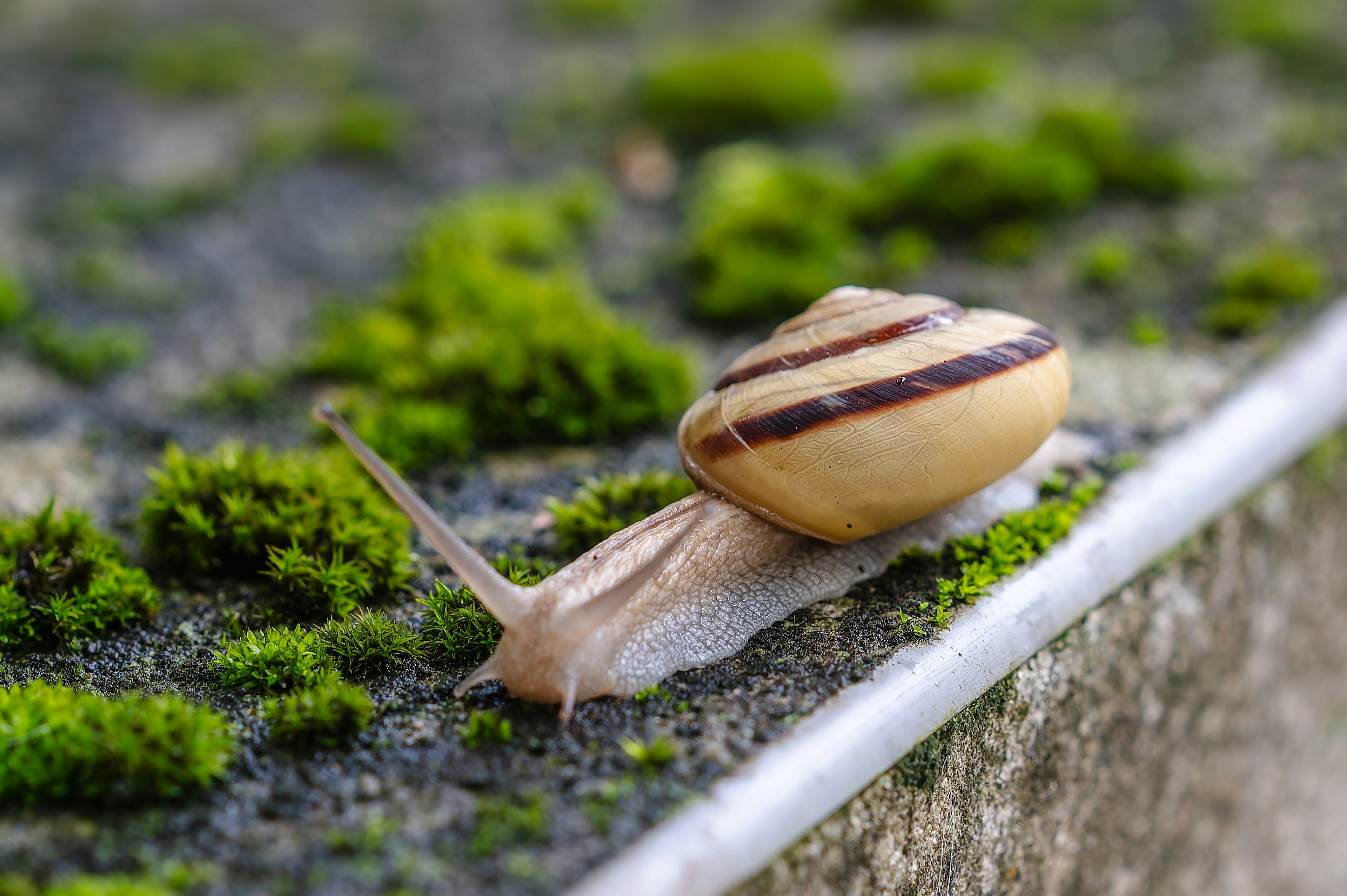 緑の苔の上を這うカタツムリのクローズアップ