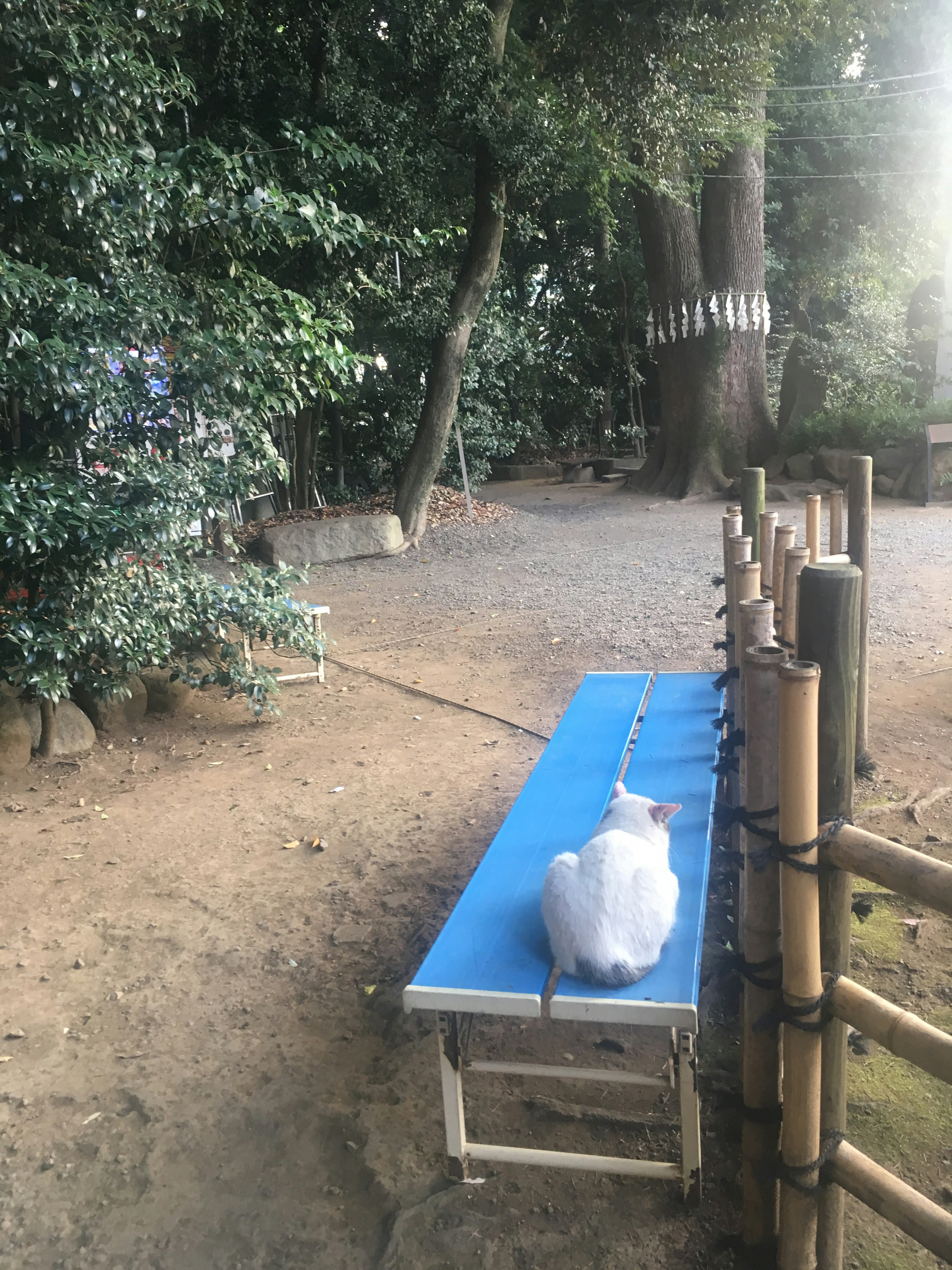 White cat sitting on a blue bench surrounded by green trees