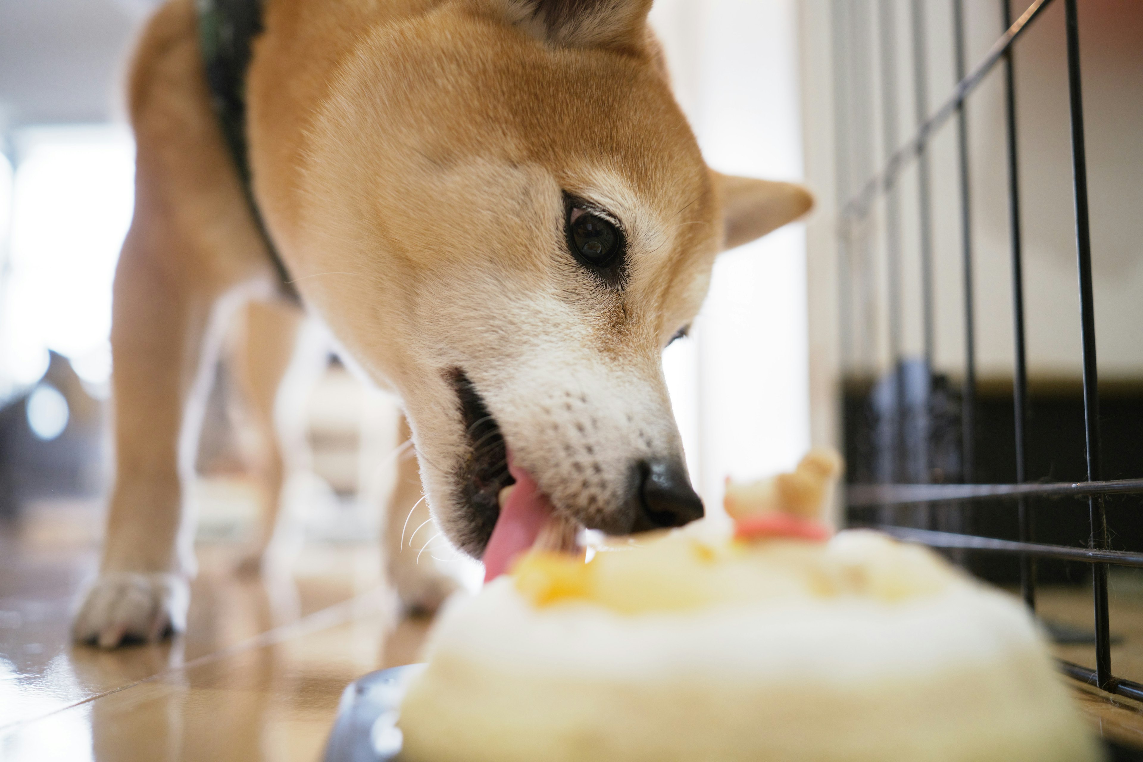 Un chien Shiba Inu en train de déguster un gâteau