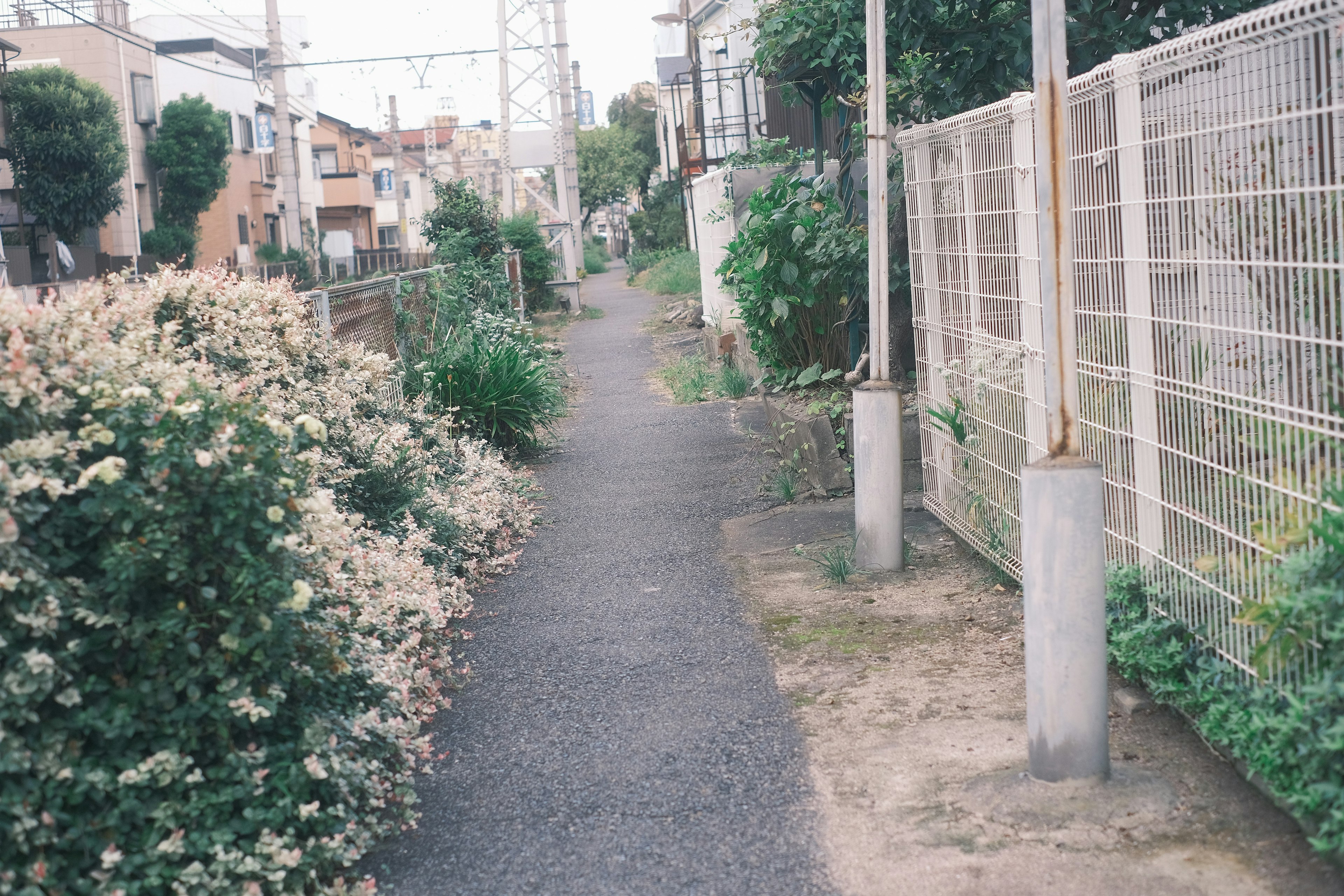 静かな歩道と緑の植物が並ぶ風景