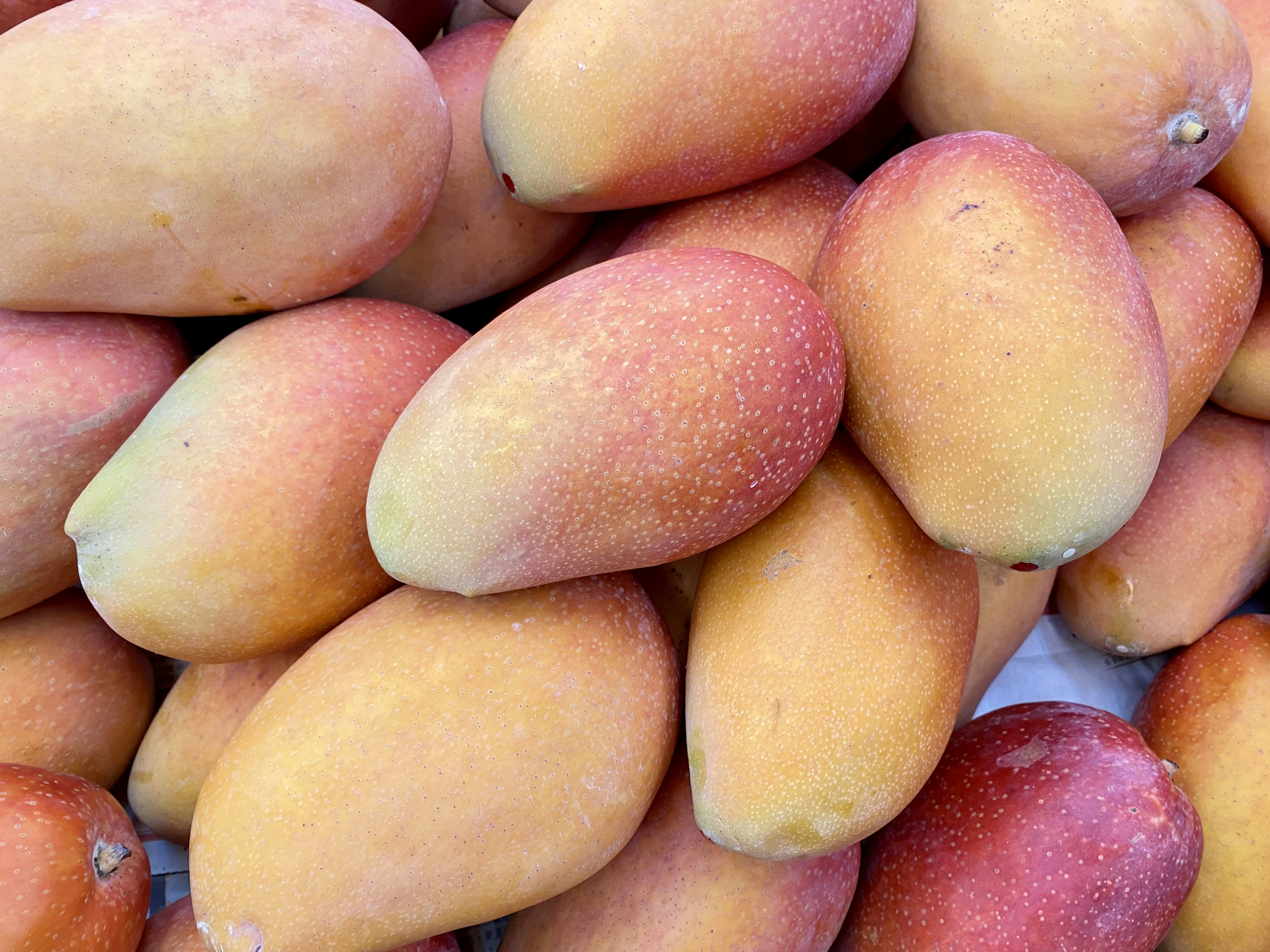 A vibrant pile of ripe mangoes stacked together