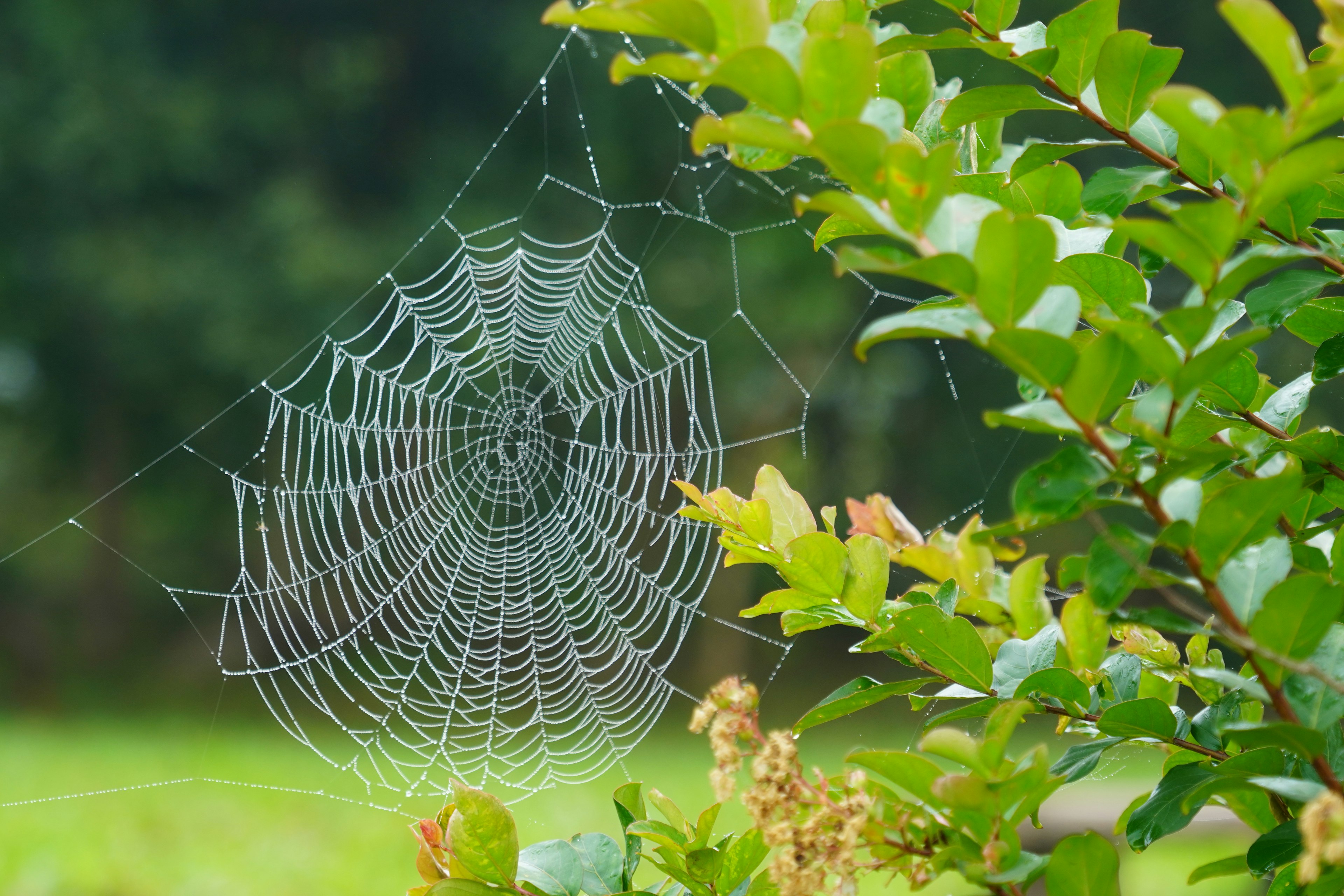 Ein schönes Spinnennetz, das zwischen grünen Blättern glänzt