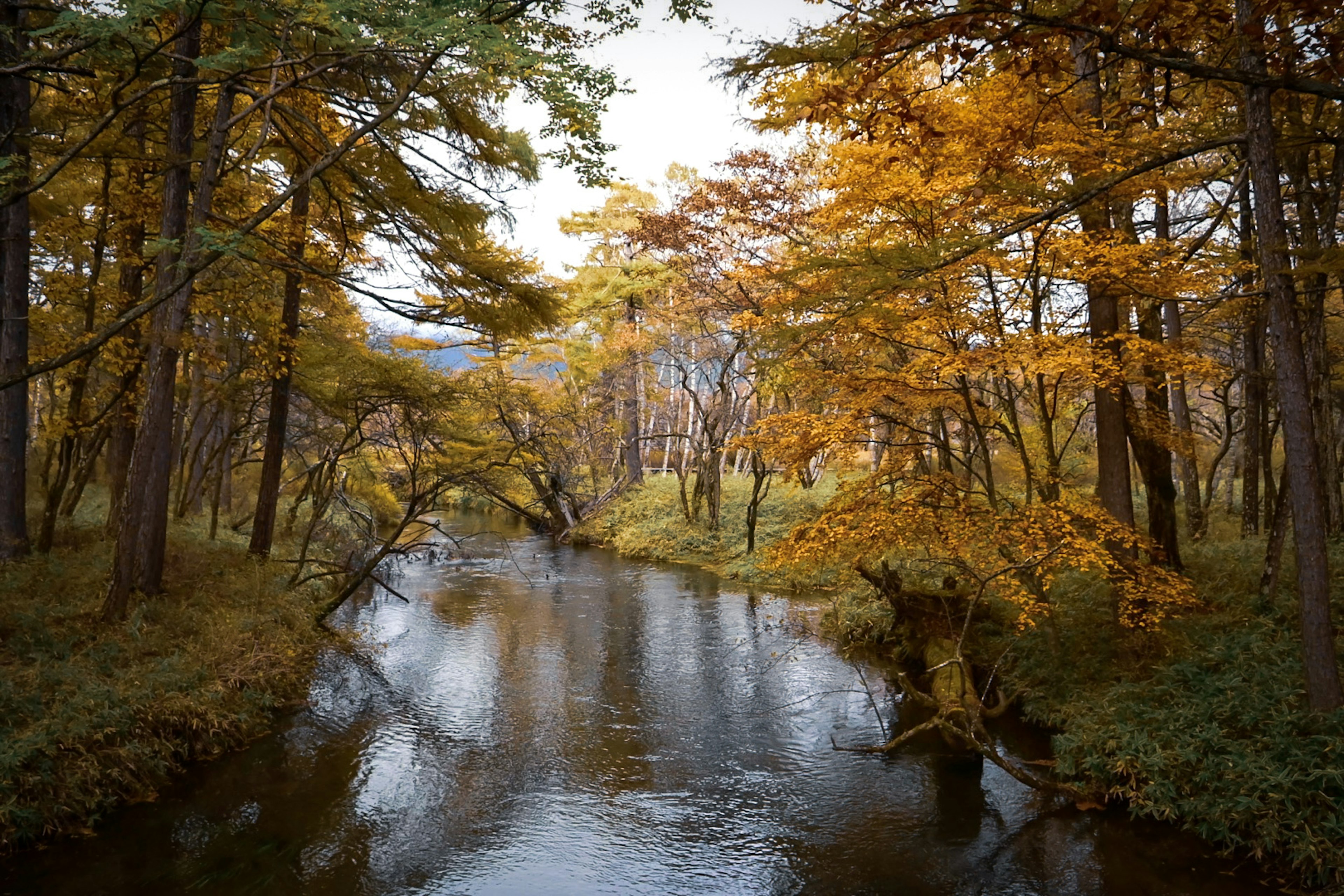 Eine ruhige Flusslandschaft mit herbstlichem Laub, das sich im Wasser spiegelt