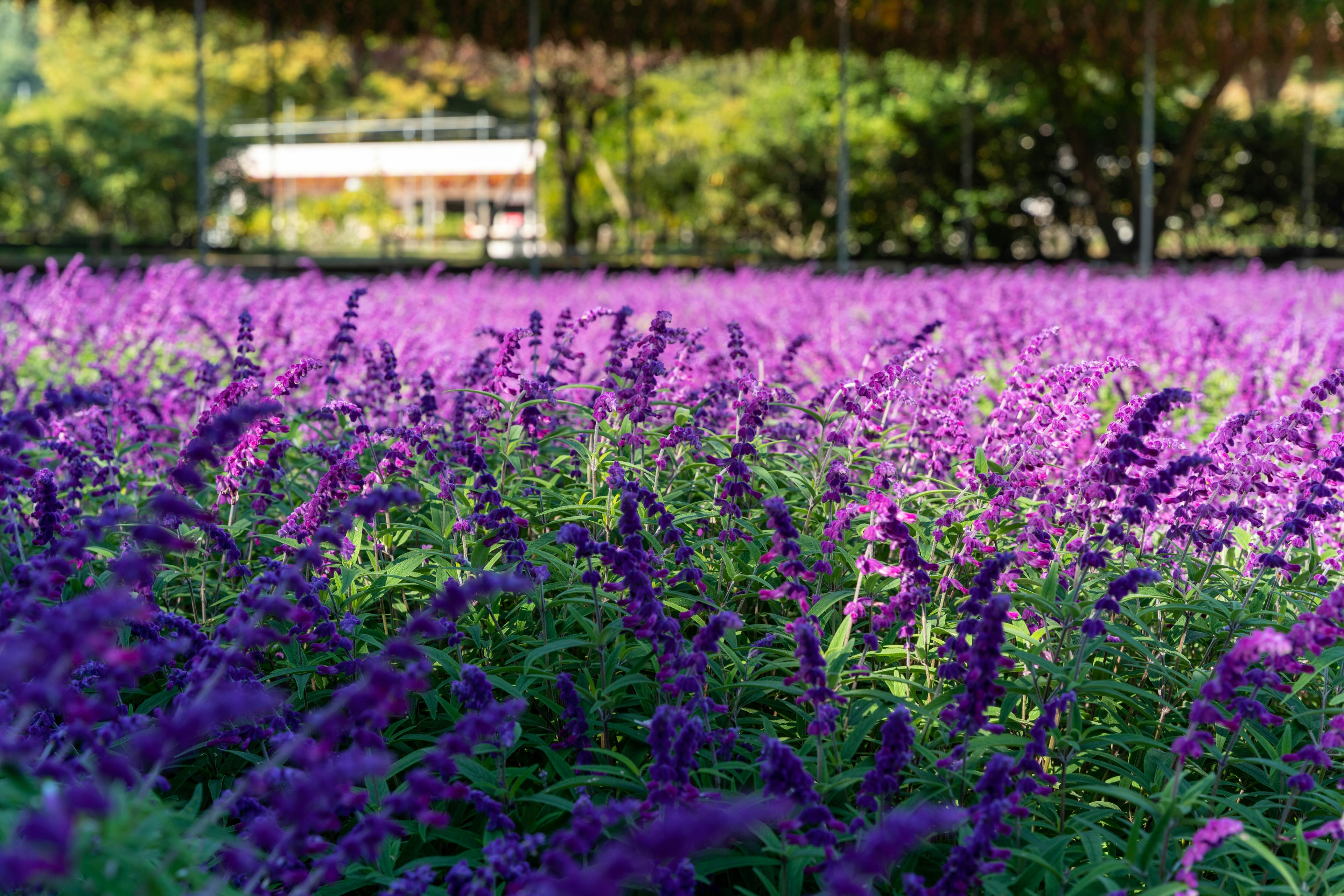 Amplio campo de flores moradas con vegetación y árboles al fondo