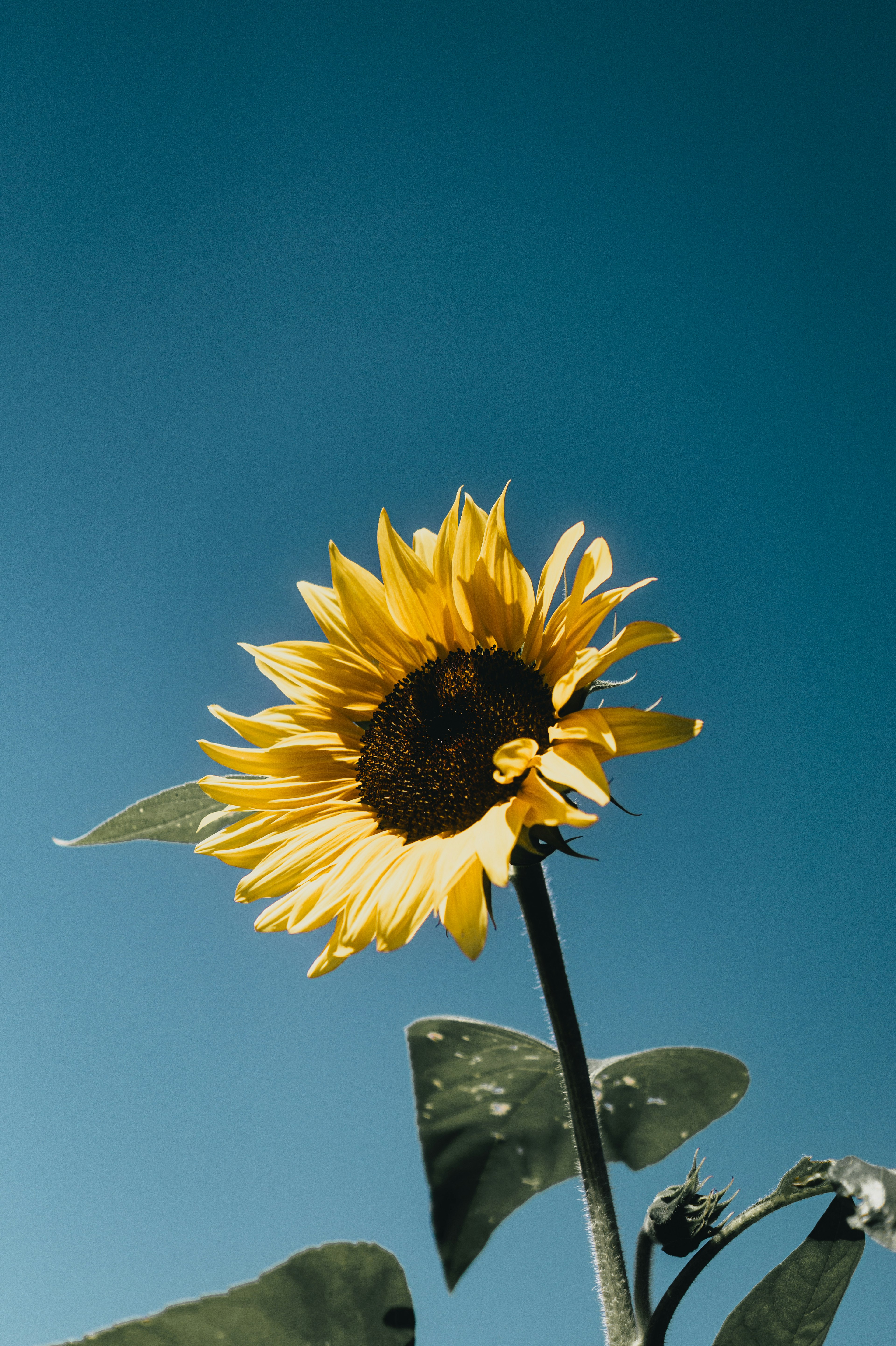 Girasole vibrante che fiorisce sotto un cielo blu