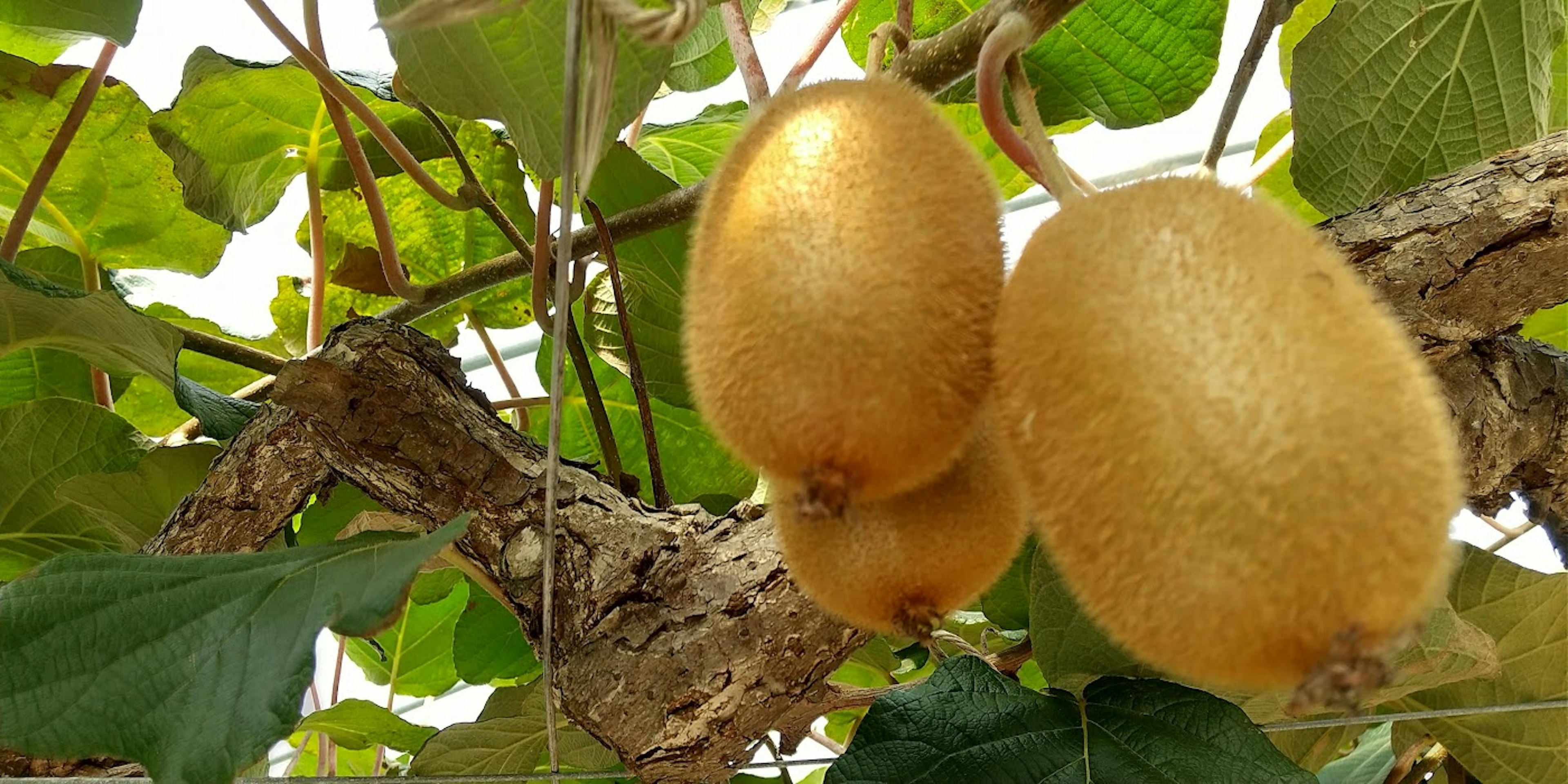 Two golden kiwifruits hanging from a vine branch