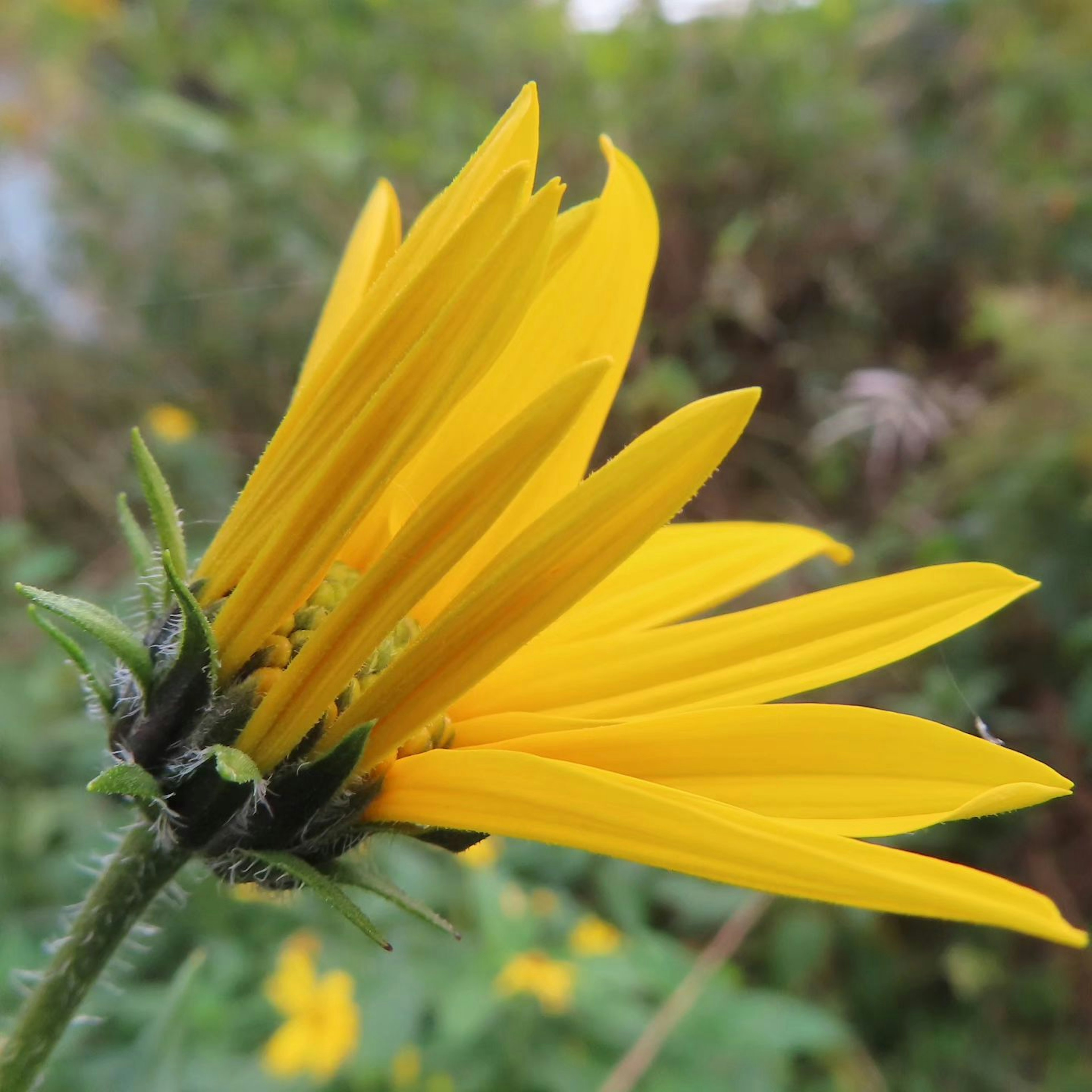 Flor con pétalos amarillos vibrantes mostrando el lado de una flor