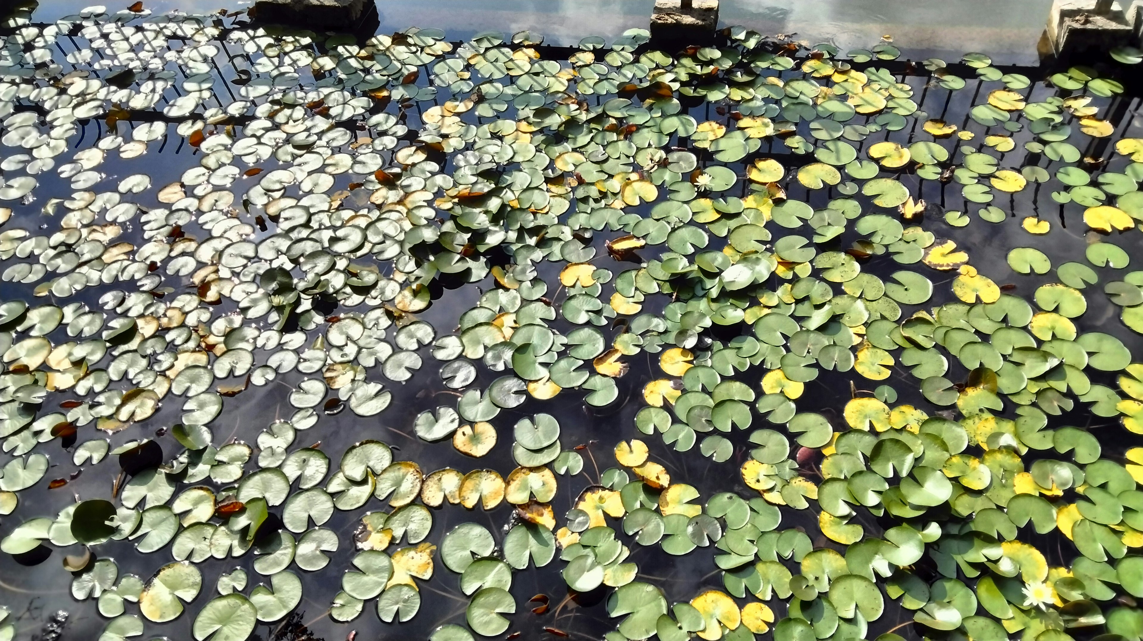 Lirios de agua verdes y blancos flotando en la superficie del agua