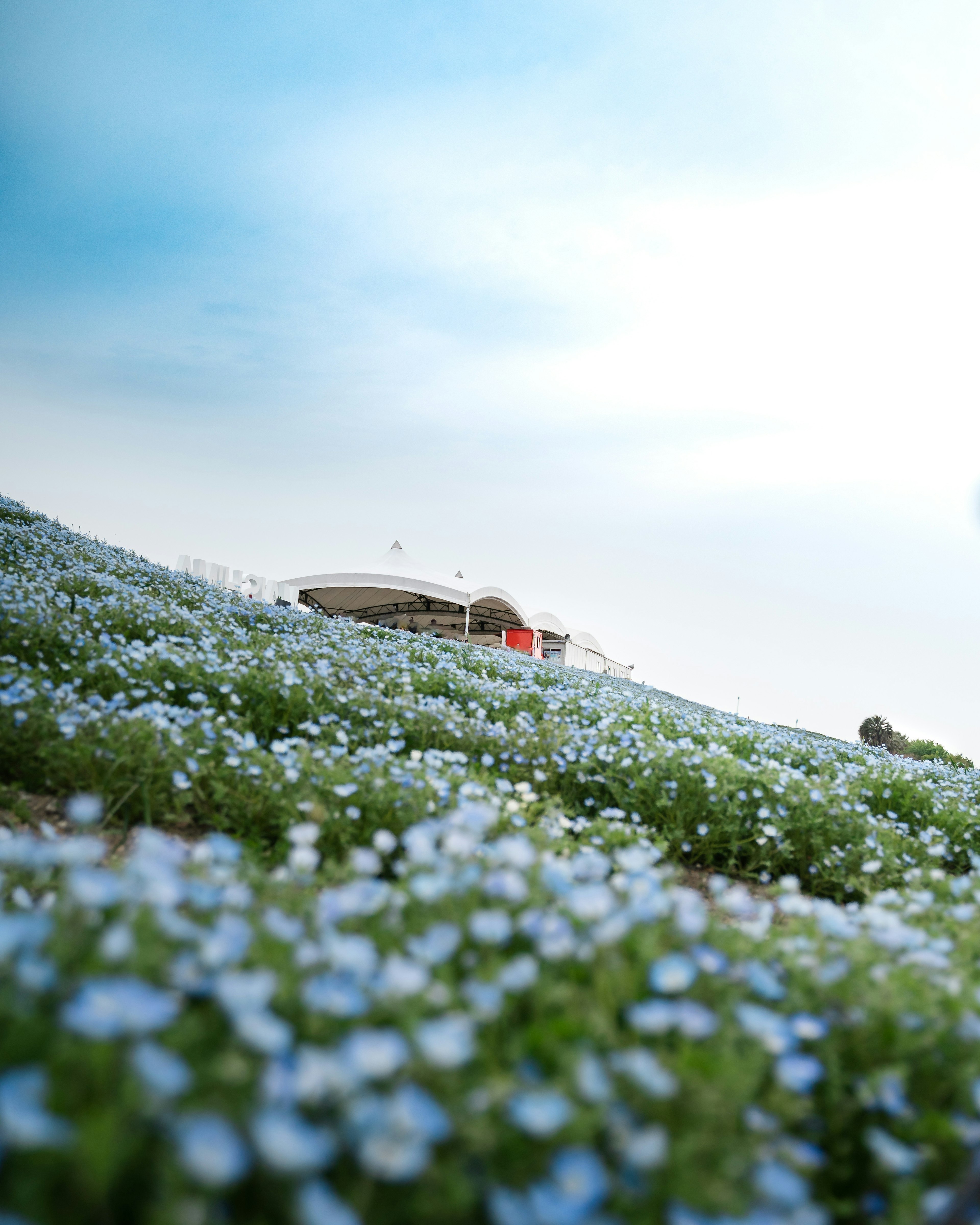 Una collina coperta di fiori blu e un edificio sullo sfondo